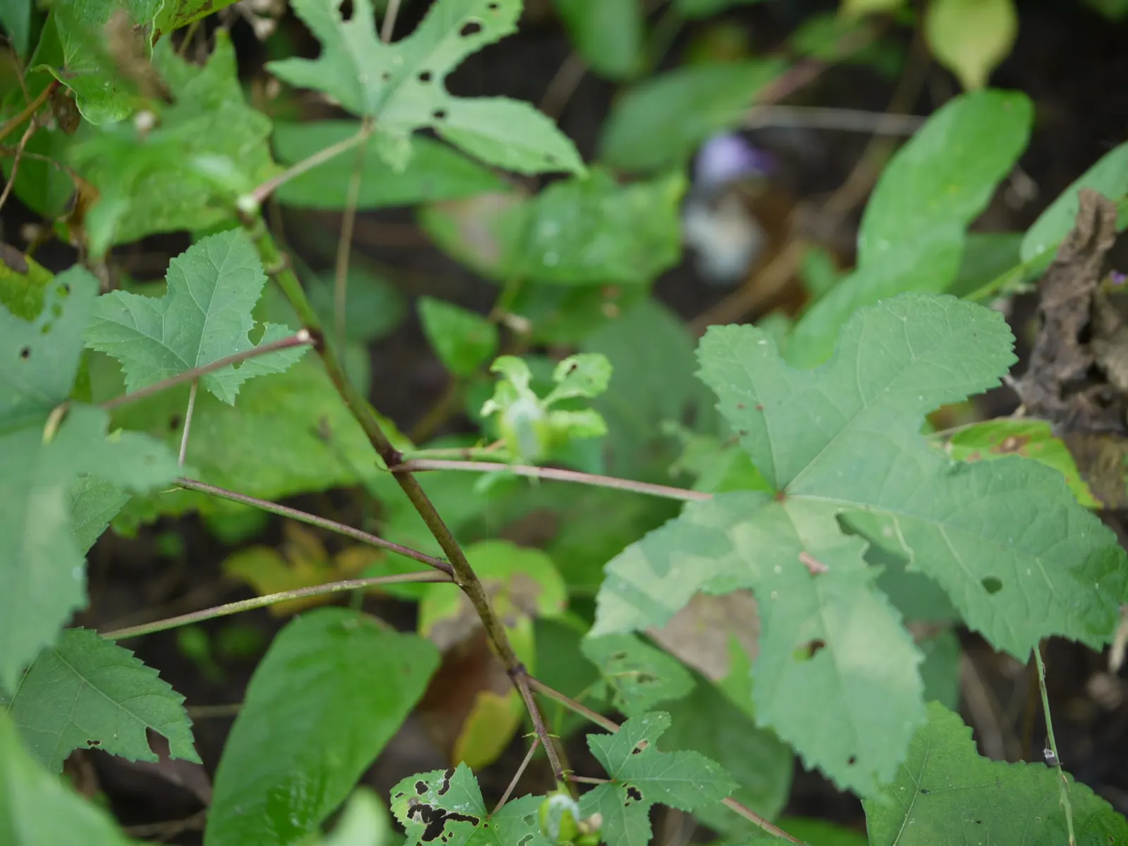 Yellow Mallow (Pavonia Praemorsa) — Pavonia praemorsa requires regular watering during its first growing season to establish a deep; it reaches up, image 66