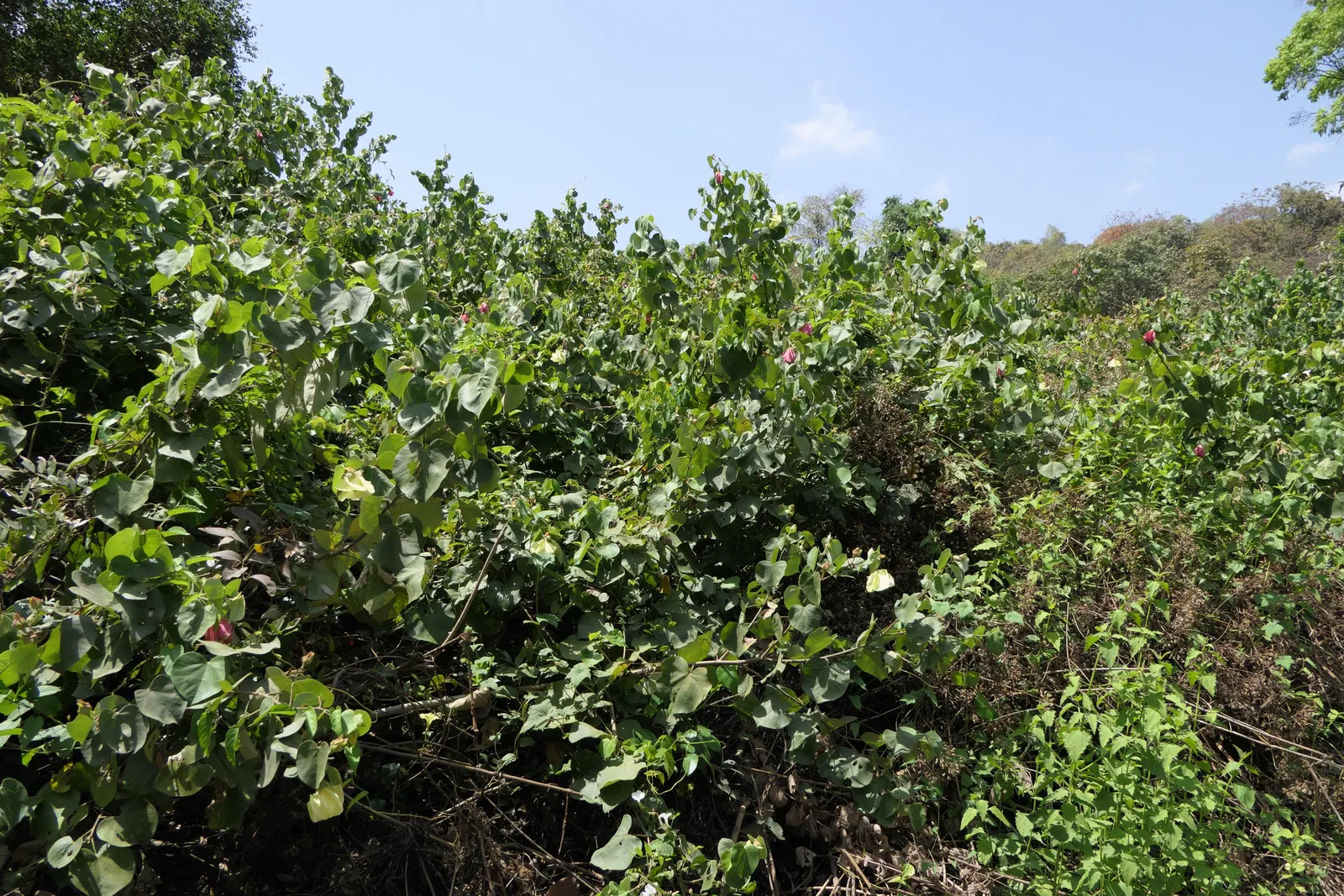 Yellow Mallow (Pavonia Praemorsa) — scientifically designated as Pavonia praemorsa; yellow flowers in the garden