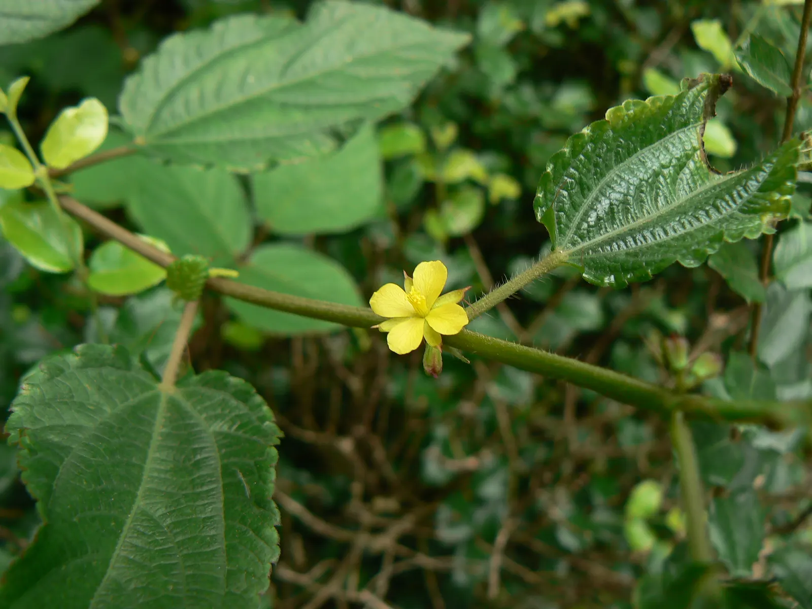 Yellow Mallow (Pavonia Praemorsa) — Low-maintenance and drought-tolerant once established