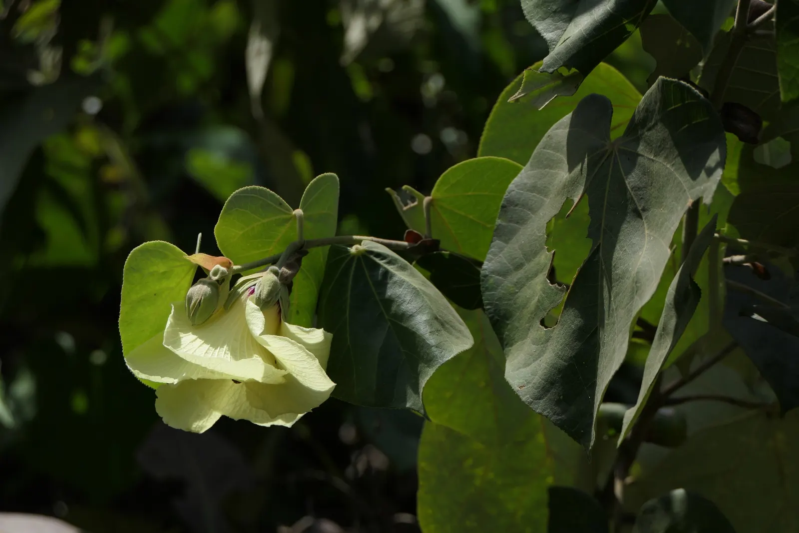Yellow Mallow (Pavonia Praemorsa) — shrub for full