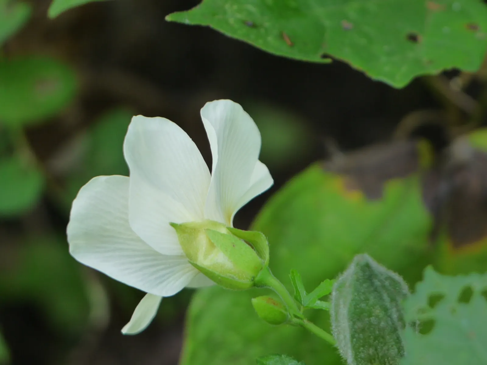 Yellow Mallow (Pavonia Praemorsa) — flourishing in warm climates under full sun exposure; prized for its vibrant yellow blooms that appear mostly in warmer