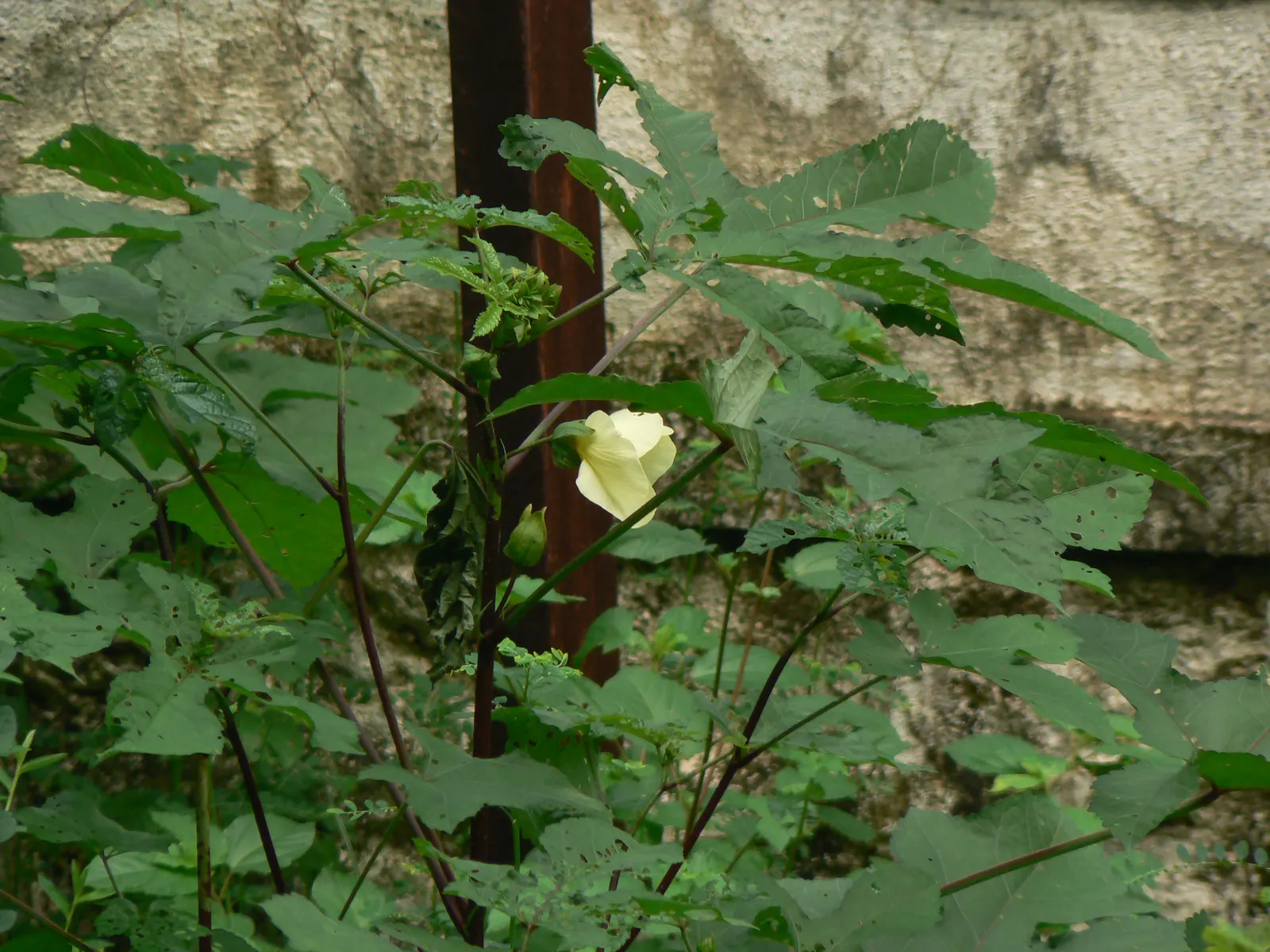 Yellow Mallow (Pavonia Praemorsa) — yellow flowers in the garden; scientifically designated as Pavonia praemorsa