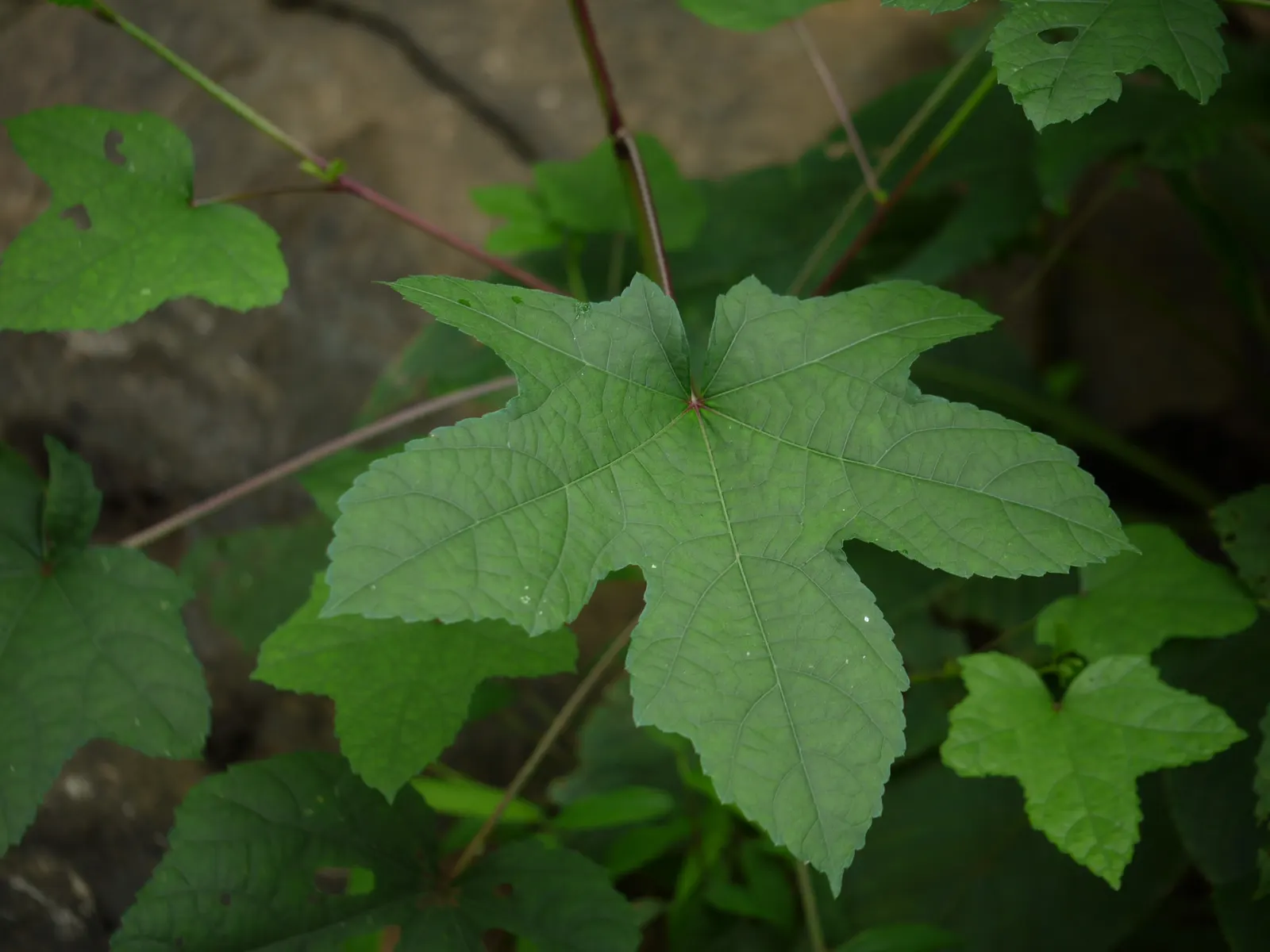 Yellow Mallow (Pavonia Praemorsa) — flourishing in warm climates under full sun exposure