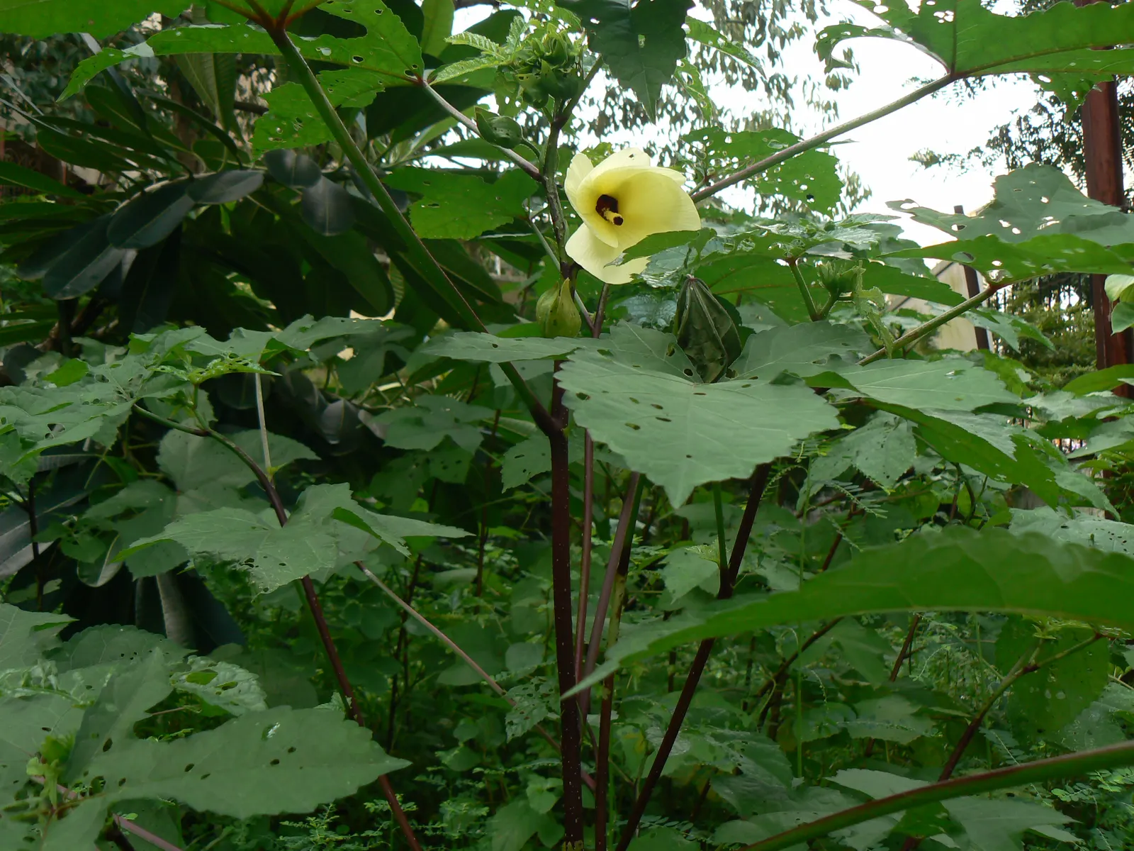 Yellow Mallow (Pavonia Praemorsa) — unfurling prominently from late spring through the fall