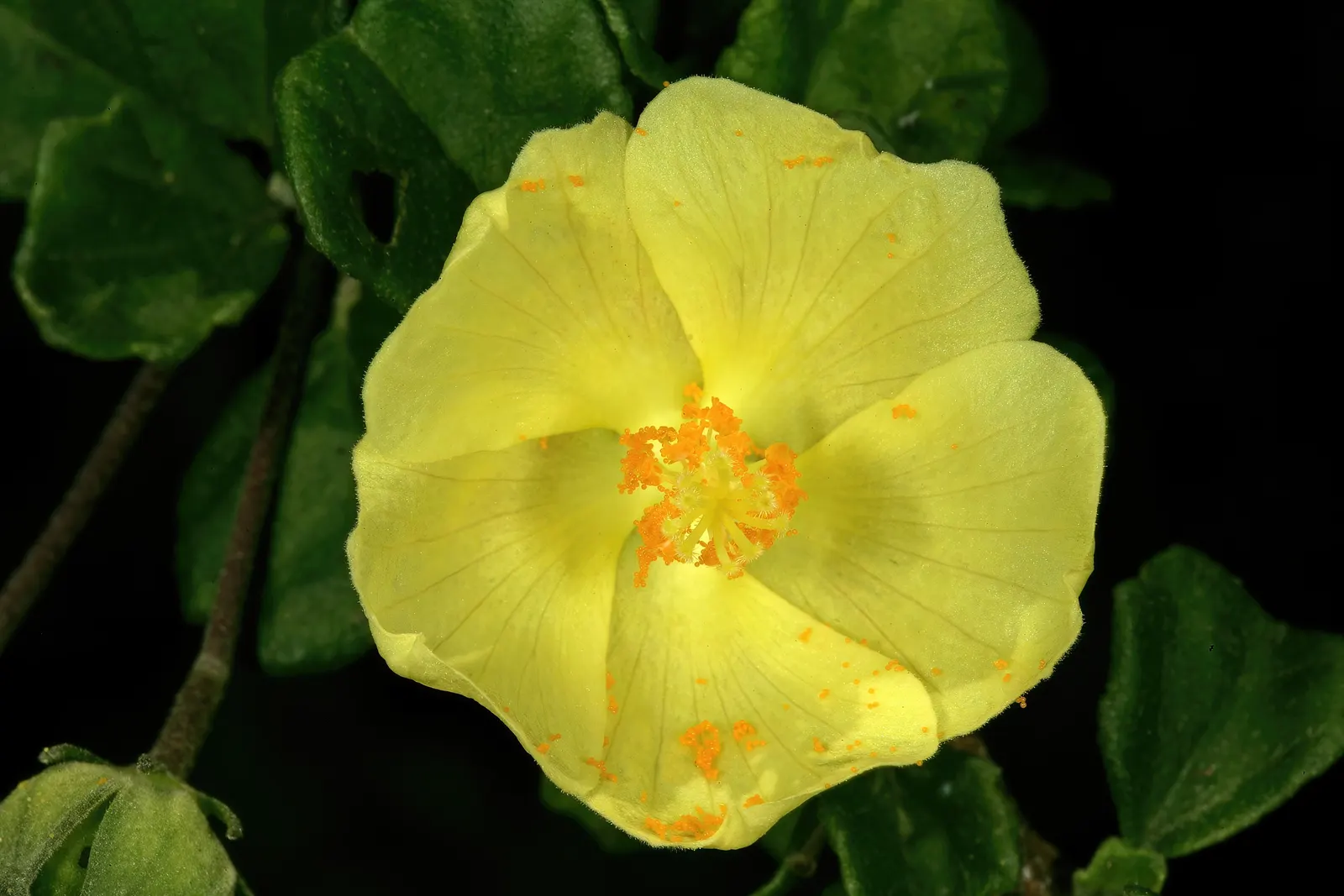Yellow Mallow (Pavonia Praemorsa) — It reaches up to 3 feet in height and width, flourishing in full to partial sun with well-draining soil