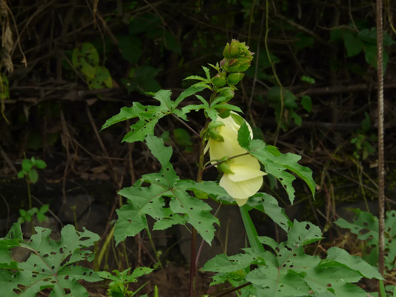 Yellow Mallow (Pavonia Praemorsa) — Low-maintenance and drought-tolerant once established; yellow Mallow (Pavonia praemorsa) is a perennial shrub