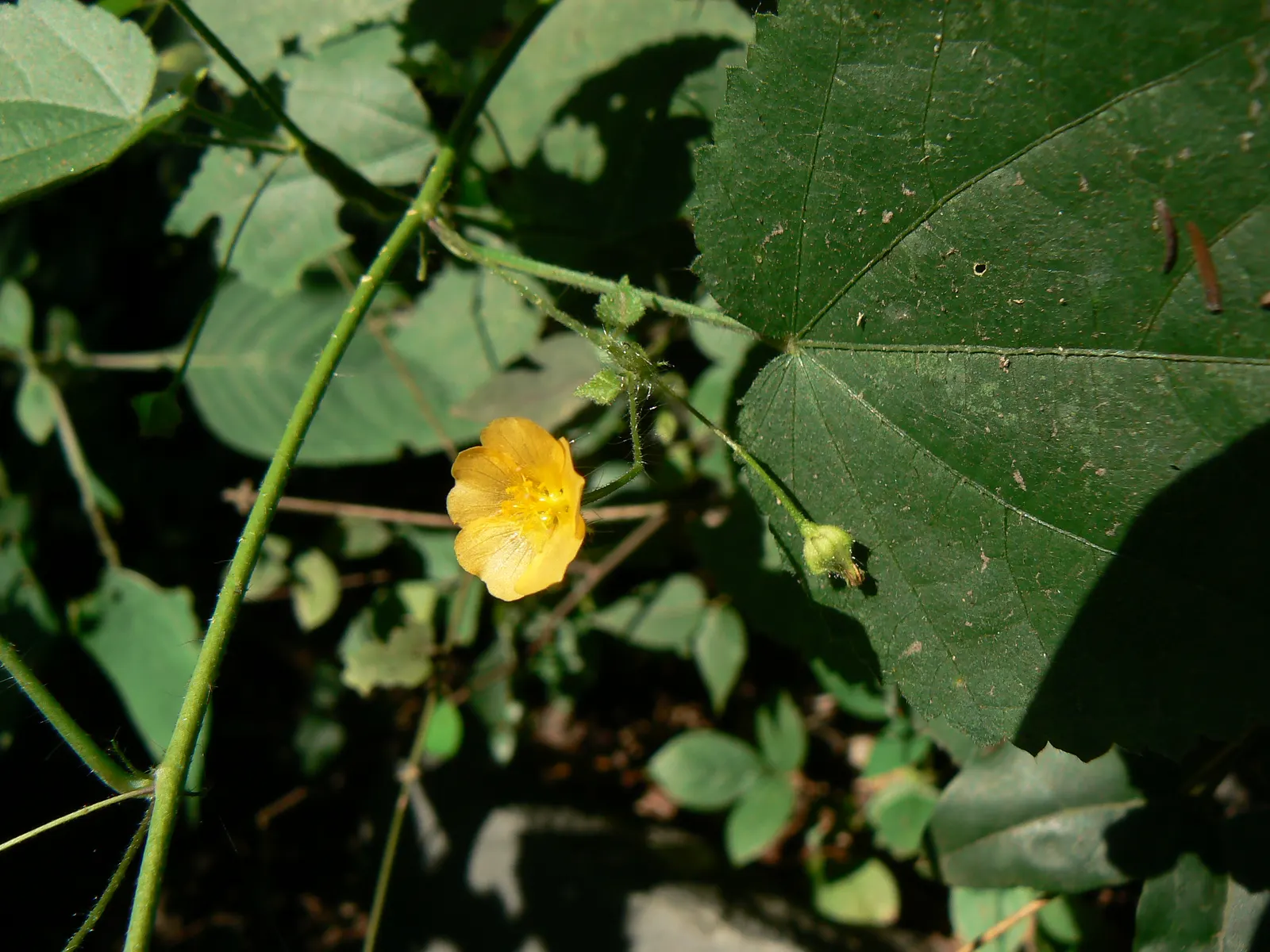 Yellow Mallow (Pavonia Praemorsa) — The Yellow Mallow favors well-draining soil and is relatively drought-tolerant once established, image 60