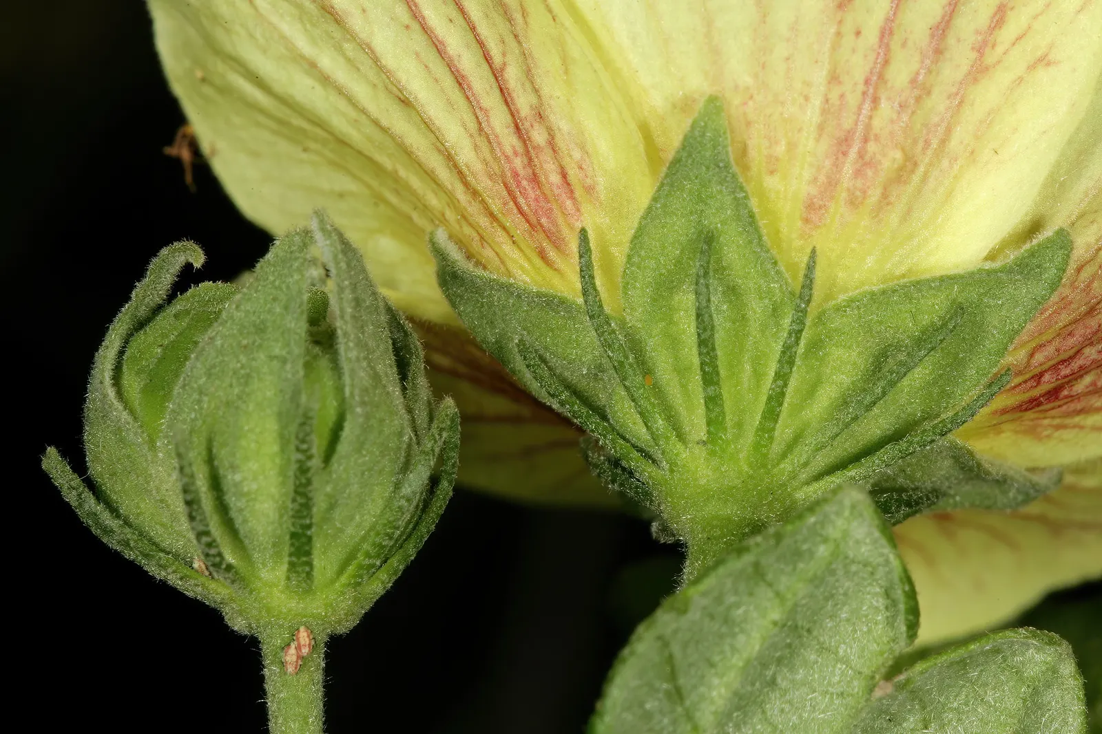 Yellow Mallow (Pavonia Praemorsa) — flourishing in warm climates under full sun exposure; prized for its vibrant yellow blooms that appear mostly, image 59