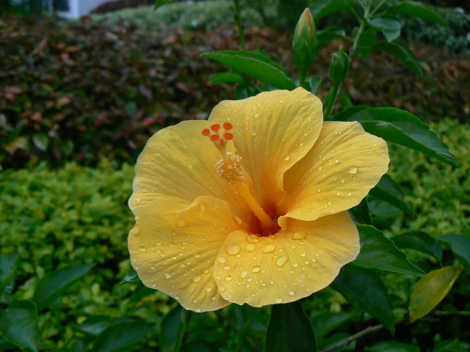 Yellow Mallow (Pavonia Praemorsa) — with a light green hue that serves as a complementary backdrop for the bright yellow blooms; its compact size, image 63