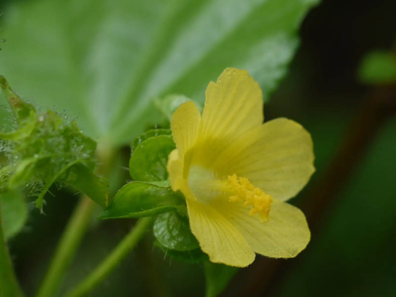 Yellow Mallow (Pavonia Praemorsa) — shrub with yellow blooms; shrub-like appearance that works well in mixed borders or as an accent plant