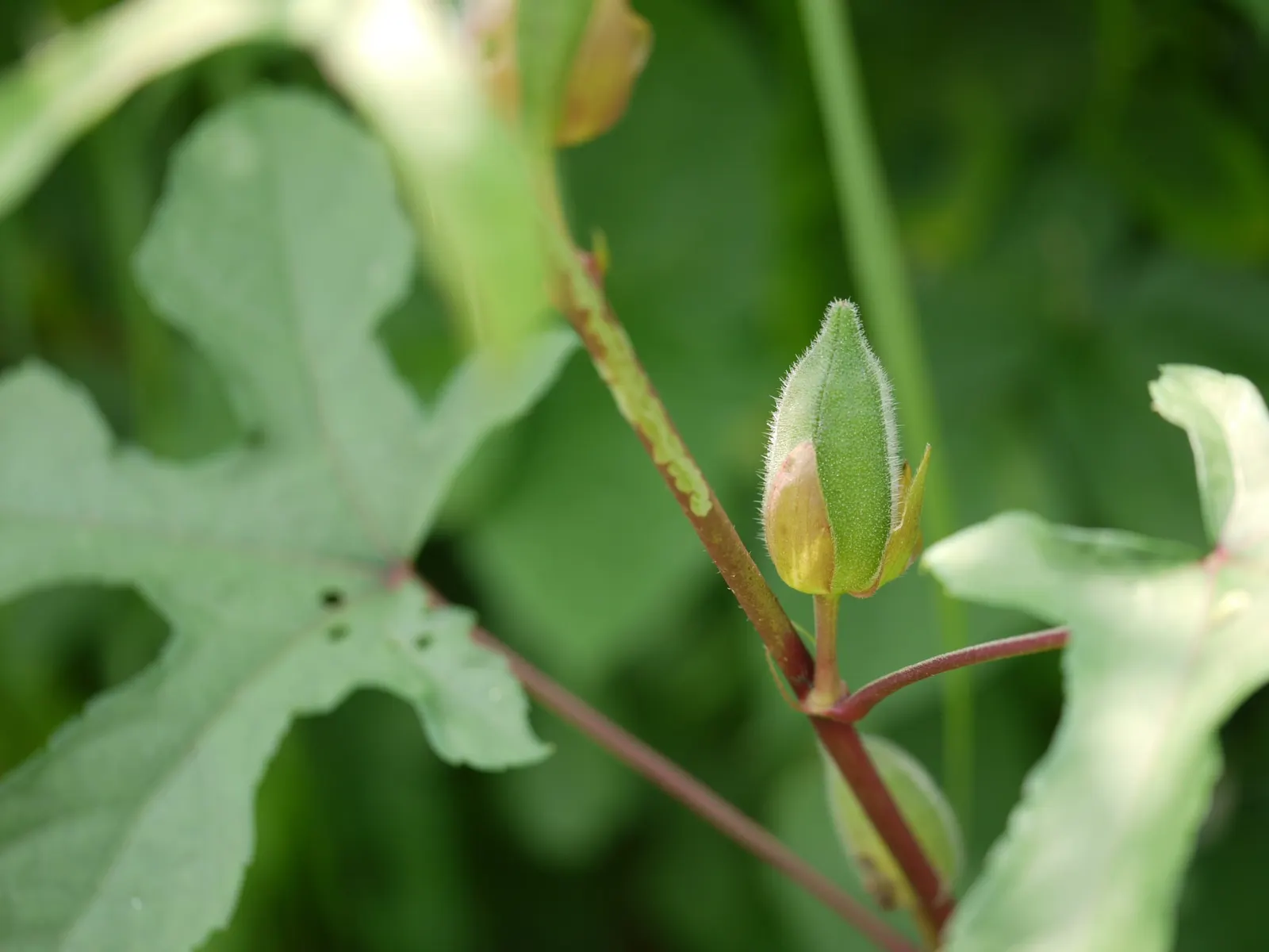 Yellow Mallow (Pavonia Praemorsa) — with infrequent supplementary watering during prolonged dry spells; unfurling prominently from late spring through the fall