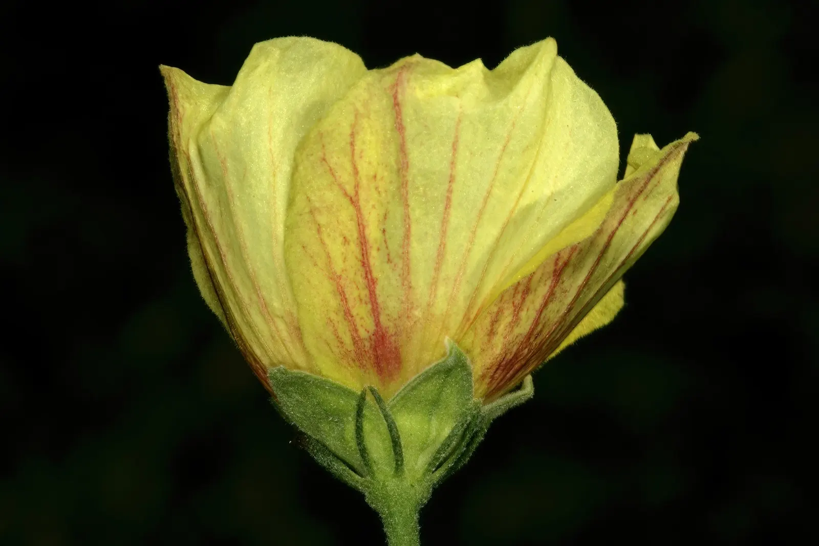 Yellow Mallow (Pavonia Praemorsa) — which are approximately 2 inches in diameter