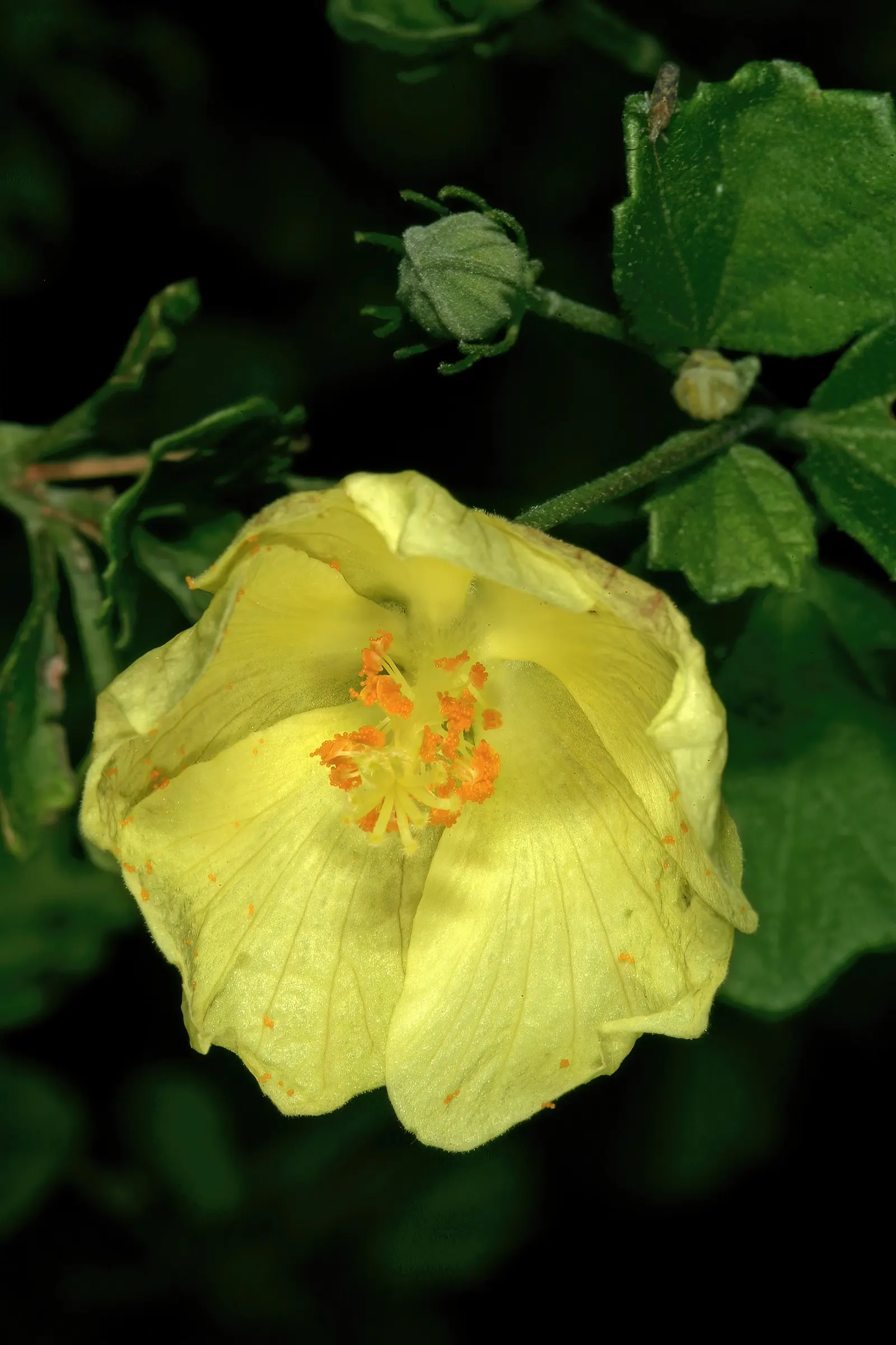 Yellow Mallow (Pavonia Praemorsa) — Its compact size suits small gardens and containers well; with a light green hue that serves as a complementary backdrop