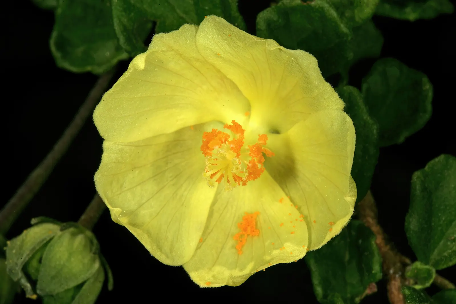 Yellow Mallow (Pavonia Praemorsa) — this resilient plant needs minimal care