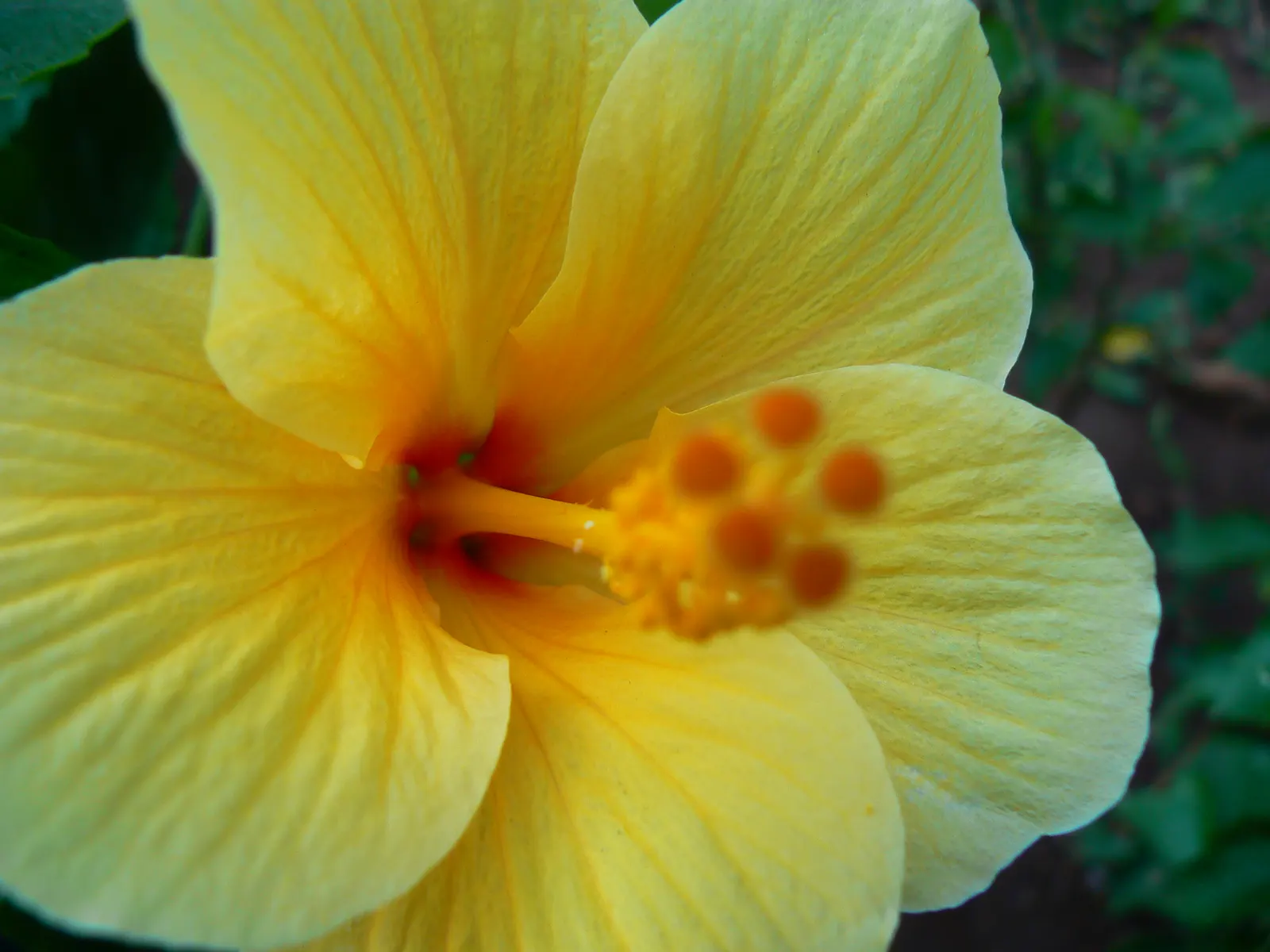 Yellow Mallow (Pavonia Praemorsa) — Yellow Mallow (Pavonia praemorsa) is a perennial shrub; low-maintenance and drought-tolerant once established, image 49