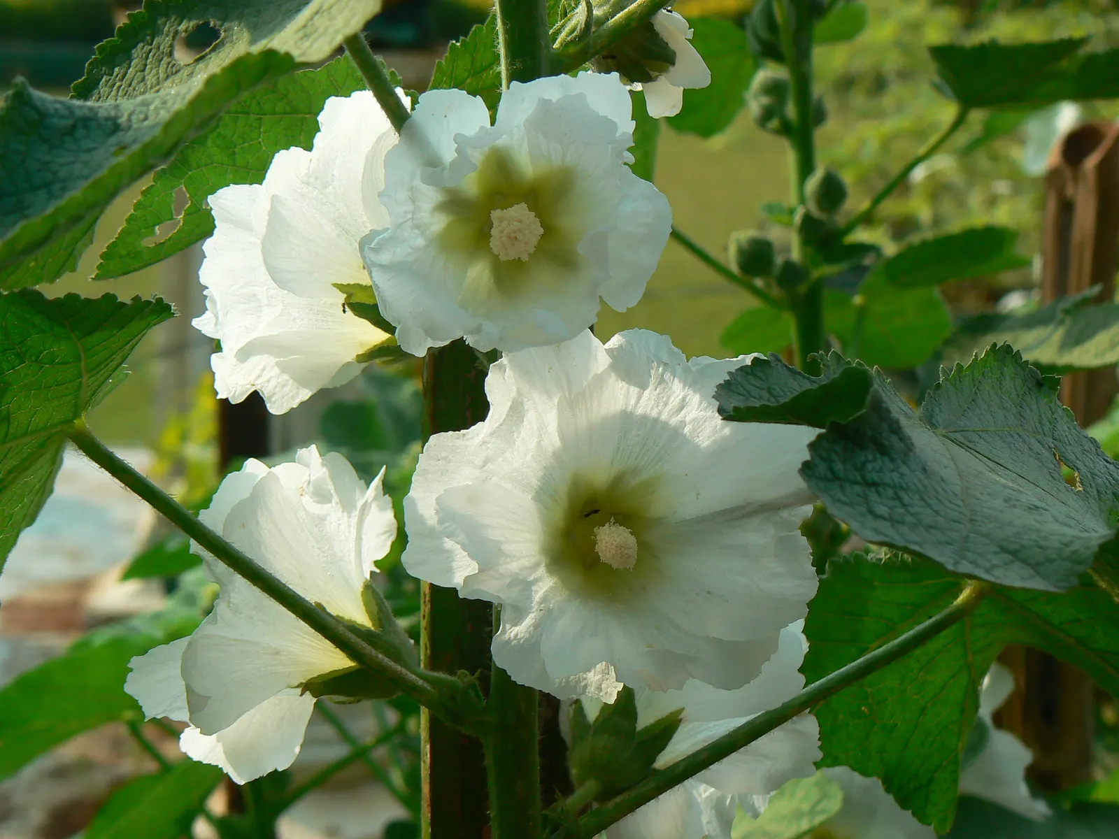 Yellow Mallow (Pavonia Praemorsa) — prized for its vibrant yellow blooms that appear mostly in warmer months; flourishing in warm climates under, image 50