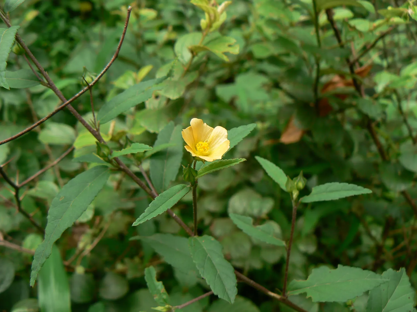 Yellow Mallow (Pavonia Praemorsa) — this resilient plant needs minimal care; this charming species thrives in USDA hardiness zones 9 to 11, image 67