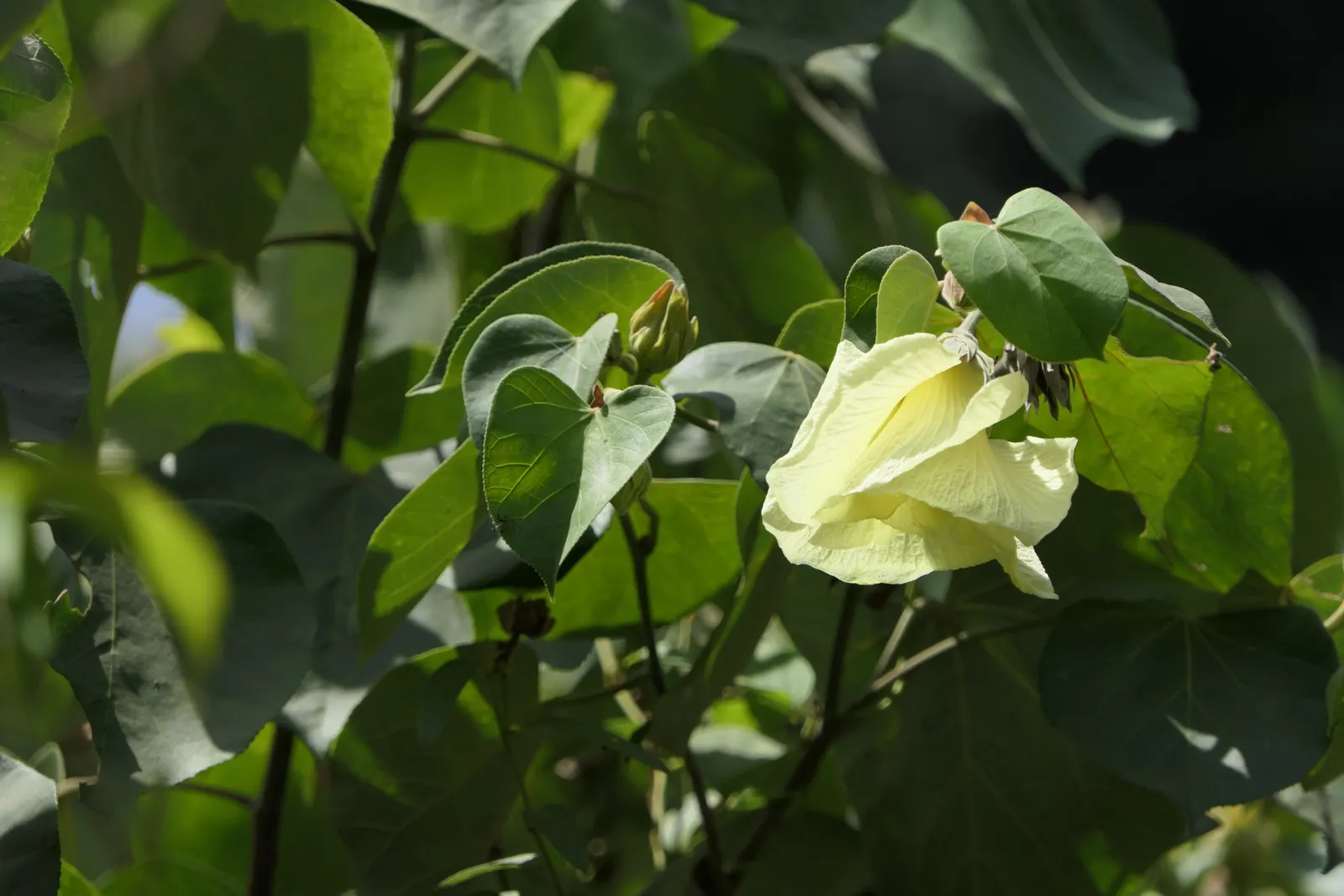 Yellow Mallow (Pavonia Praemorsa) — sunshine-colored flowers which add a luminous touch to any garden landscape; the Yellow Mallow favors, image 57