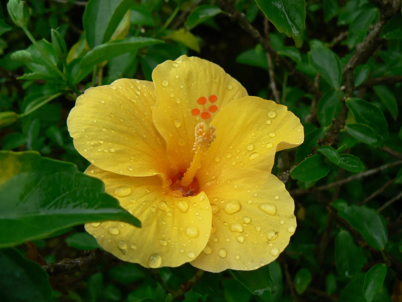 Yellow Mallow (Pavonia Praemorsa) — Its compact size suits small gardens and containers well; with a light green hue that serves as a complementary, image 54