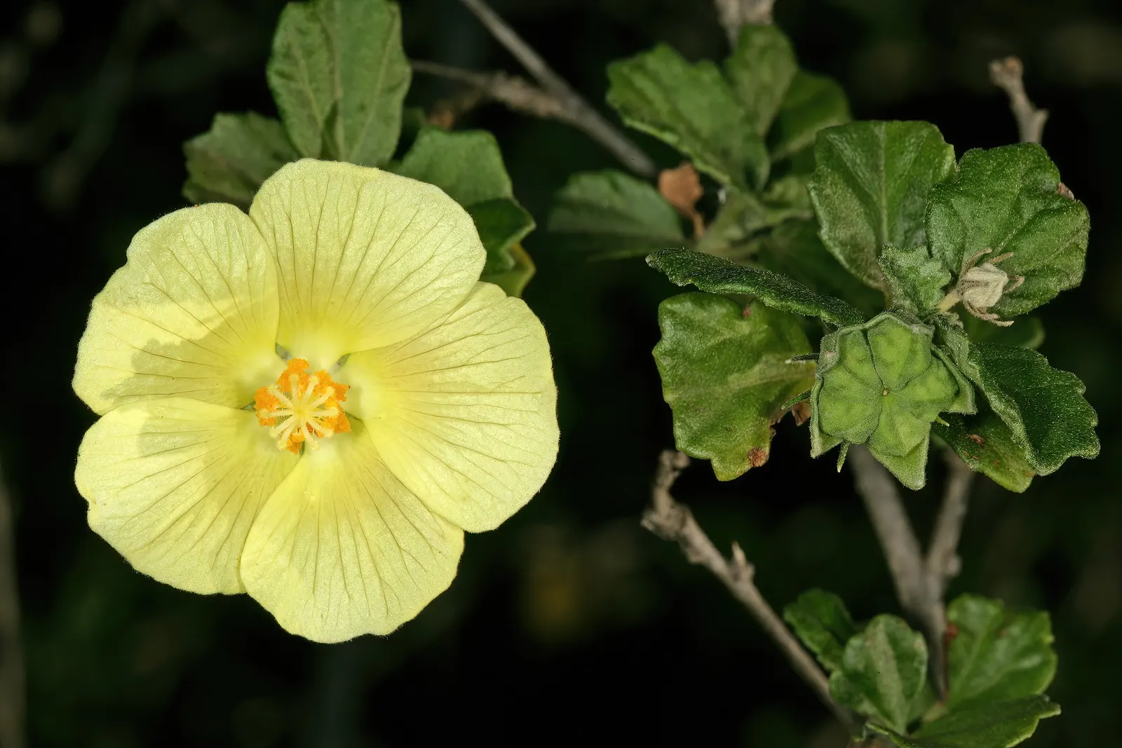 Yellow Mallow (Pavonia Praemorsa) — unfurling prominently from late spring through the fall; with infrequent supplementary watering during prolonged dry spells