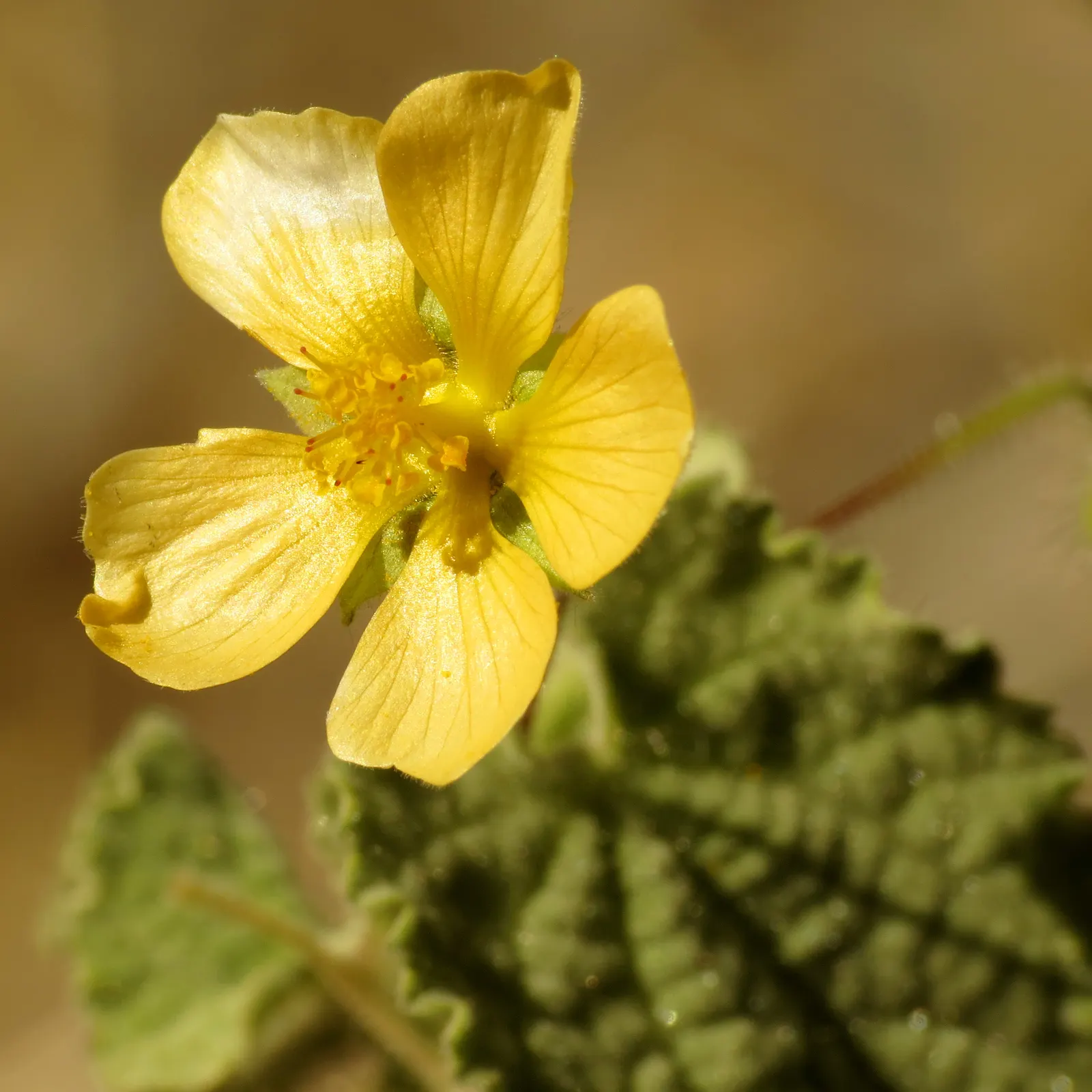 Yellow Mallow (Pavonia Praemorsa) — shrub with yellow blooms