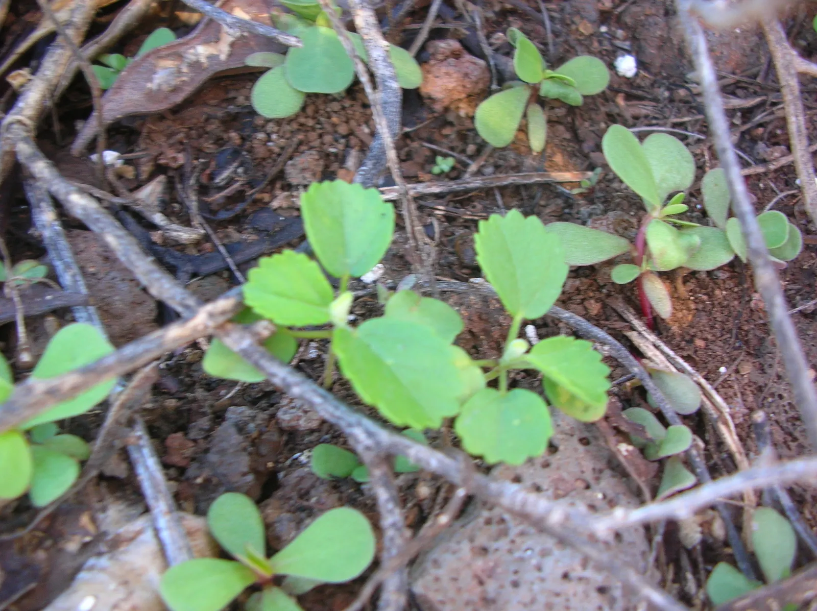 Yellow Mallow (Pavonia Praemorsa) — with infrequent supplementary watering during prolonged dry spells
