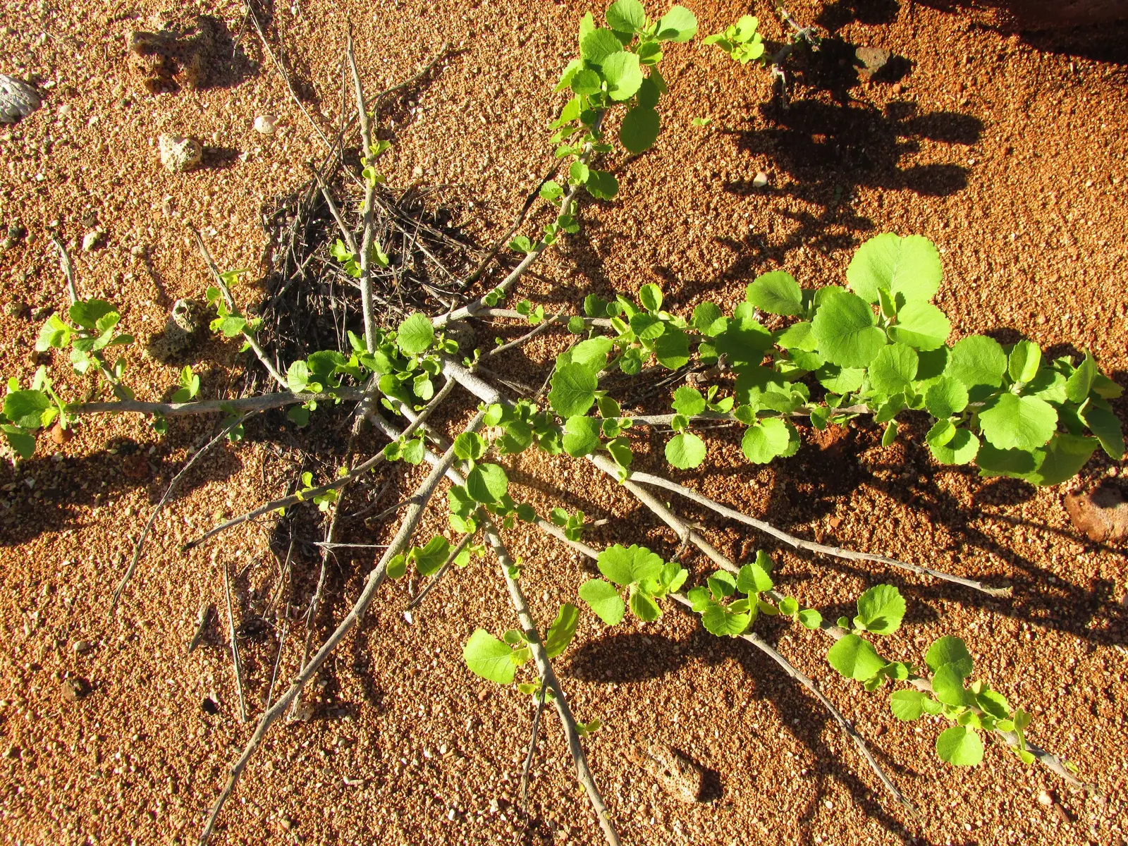 Yellow Mallow (Pavonia Praemorsa) — Pavonia praemorsa presents a compact