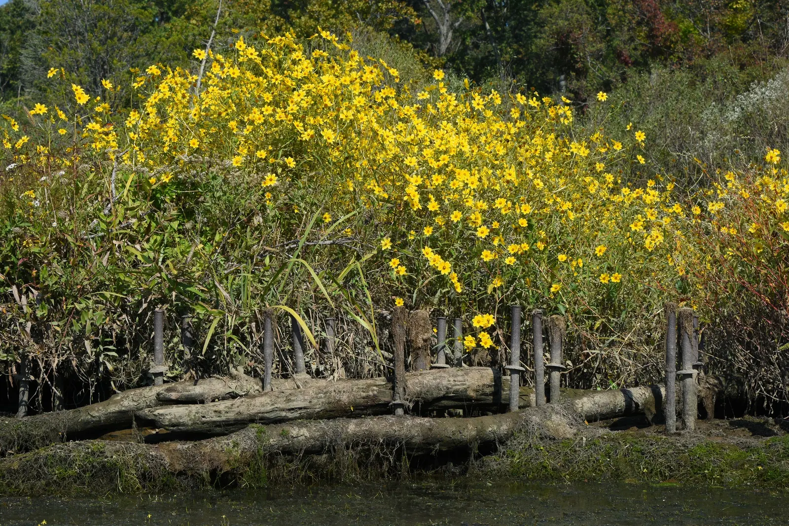 Yellow Mallow (Pavonia Praemorsa) — Low-maintenance and drought-tolerant once established; yellow Mallow (Pavonia praemorsa) is a perennial shrub, image 76