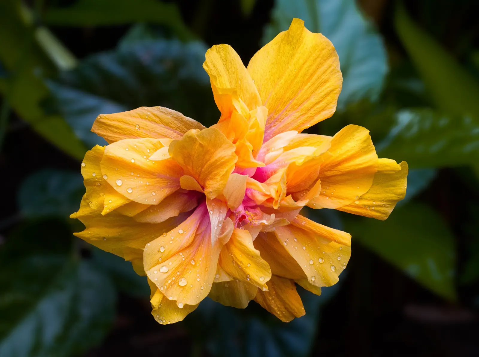 Yellow Mallow (Pavonia Praemorsa) — Pavonia praemorsa presents a compact; which are approximately 2 inches in diameter, image 61
