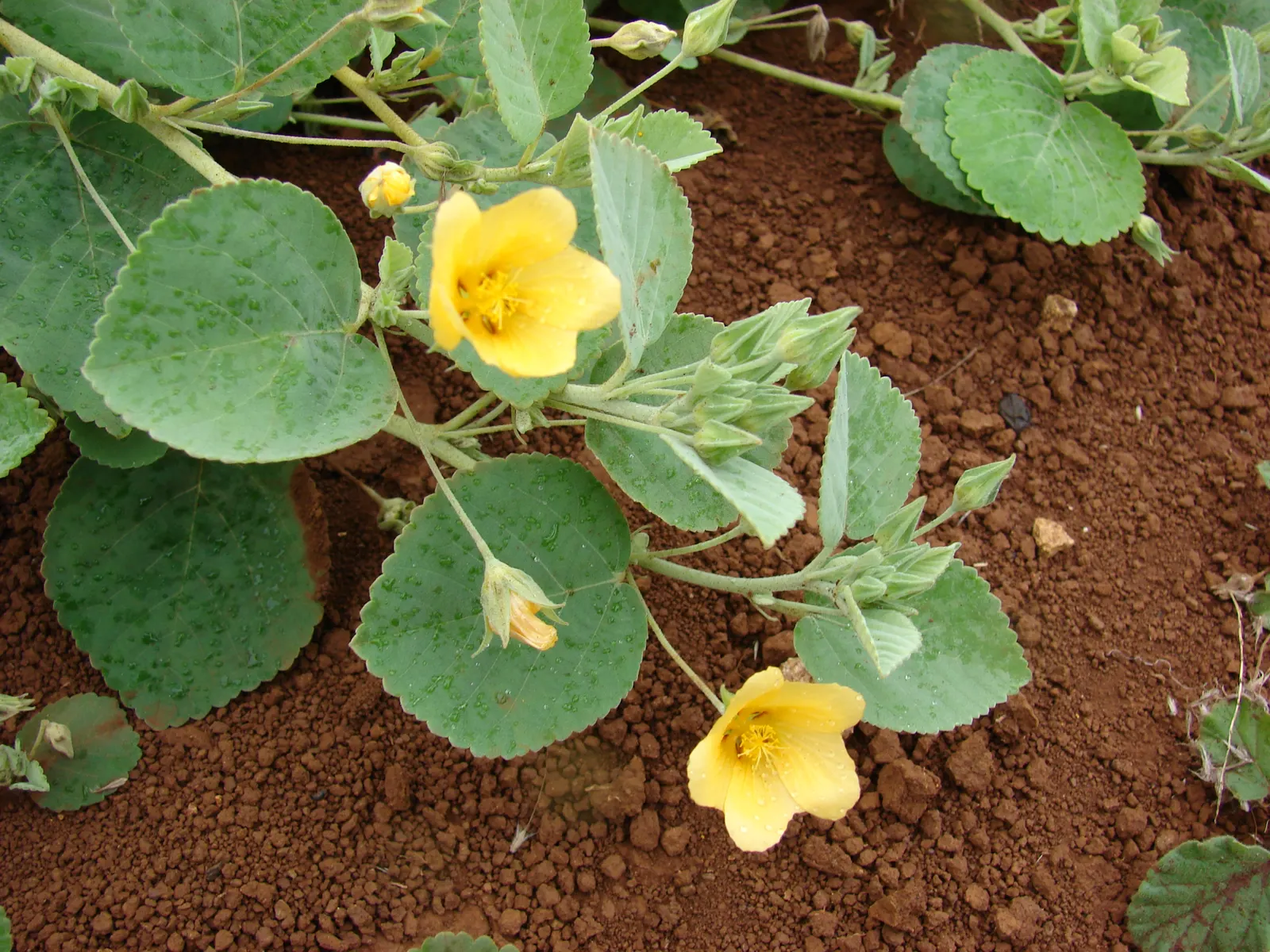 Yellow Mallow (Pavonia Praemorsa) — sunshine-colored flowers which add a luminous touch to any garden landscape