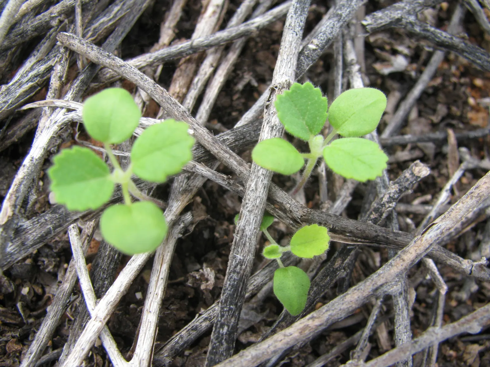 Yellow Mallow (Pavonia Praemorsa) — which are approximately 2 inches in diameter; pavonia praemorsa presents a compact
