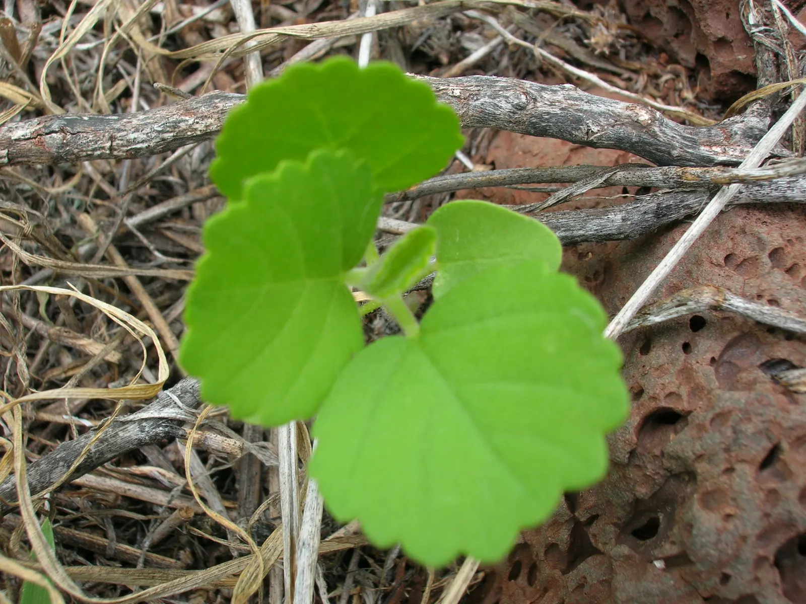 Yellow Mallow (Pavonia Praemorsa) — The Yellow Mallow favors well-draining soil and is relatively drought-tolerant once established; sunshine-colored flowers