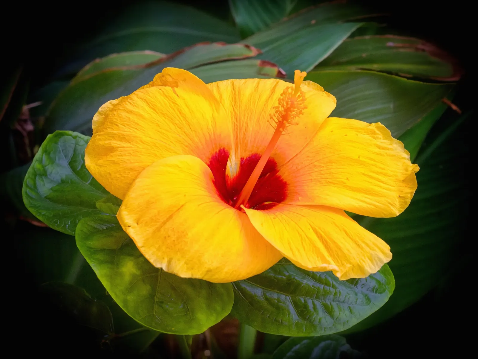 Yellow Mallow (Pavonia Praemorsa) — which are approximately 2 inches in diameter; pavonia praemorsa presents a compact, image 64