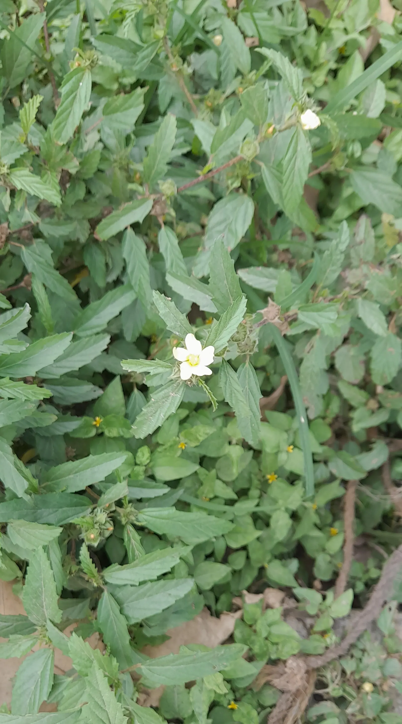 Yellow Mallow (Pavonia Praemorsa) — Its compact size suits small gardens and containers well