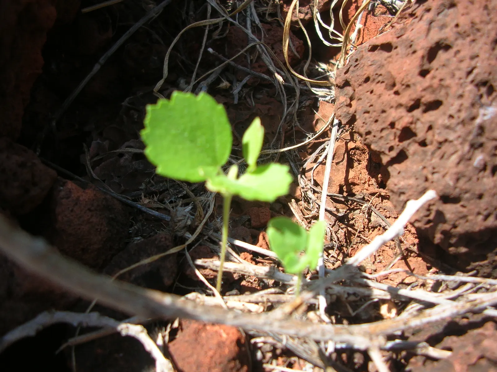 Yellow Mallow (Pavonia Praemorsa) — yellow flowers in the garden