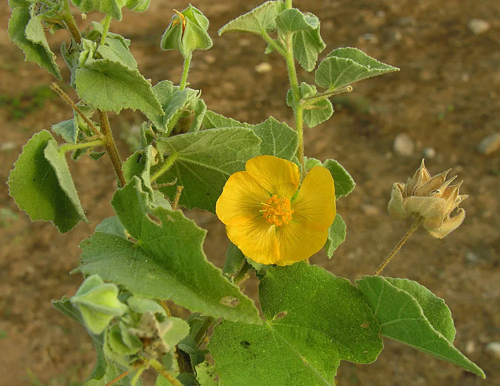 Yellow Mallow (Pavonia Praemorsa) — Low-maintenance and drought-tolerant once established; yellow Mallow (Pavonia praemorsa) is a perennial shrub, image 52