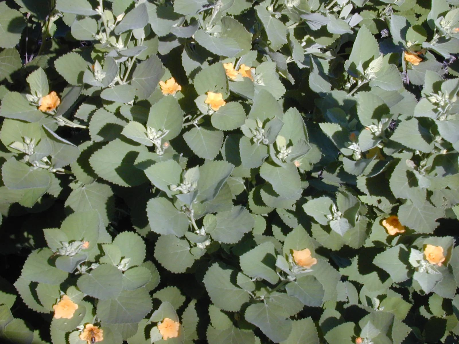 Yellow Mallow (Pavonia Praemorsa) — is a captivating perennial plant revered for its radiant; this plant is ideal for adding a pop of color to, image 56