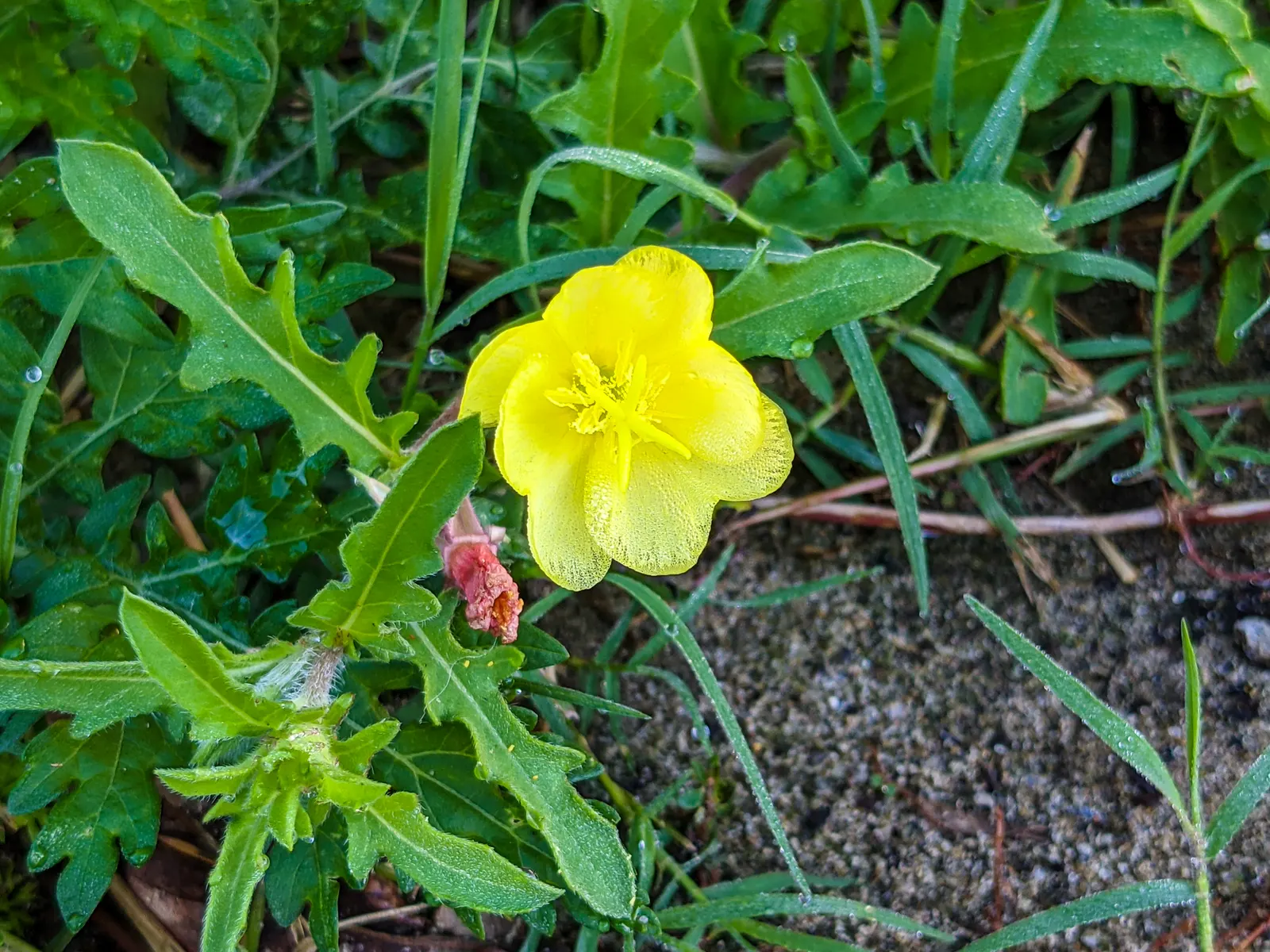 Yellow Mallow (Pavonia Praemorsa) — scientifically designated as Pavonia praemorsa; yellow flowers in the garden, image 79