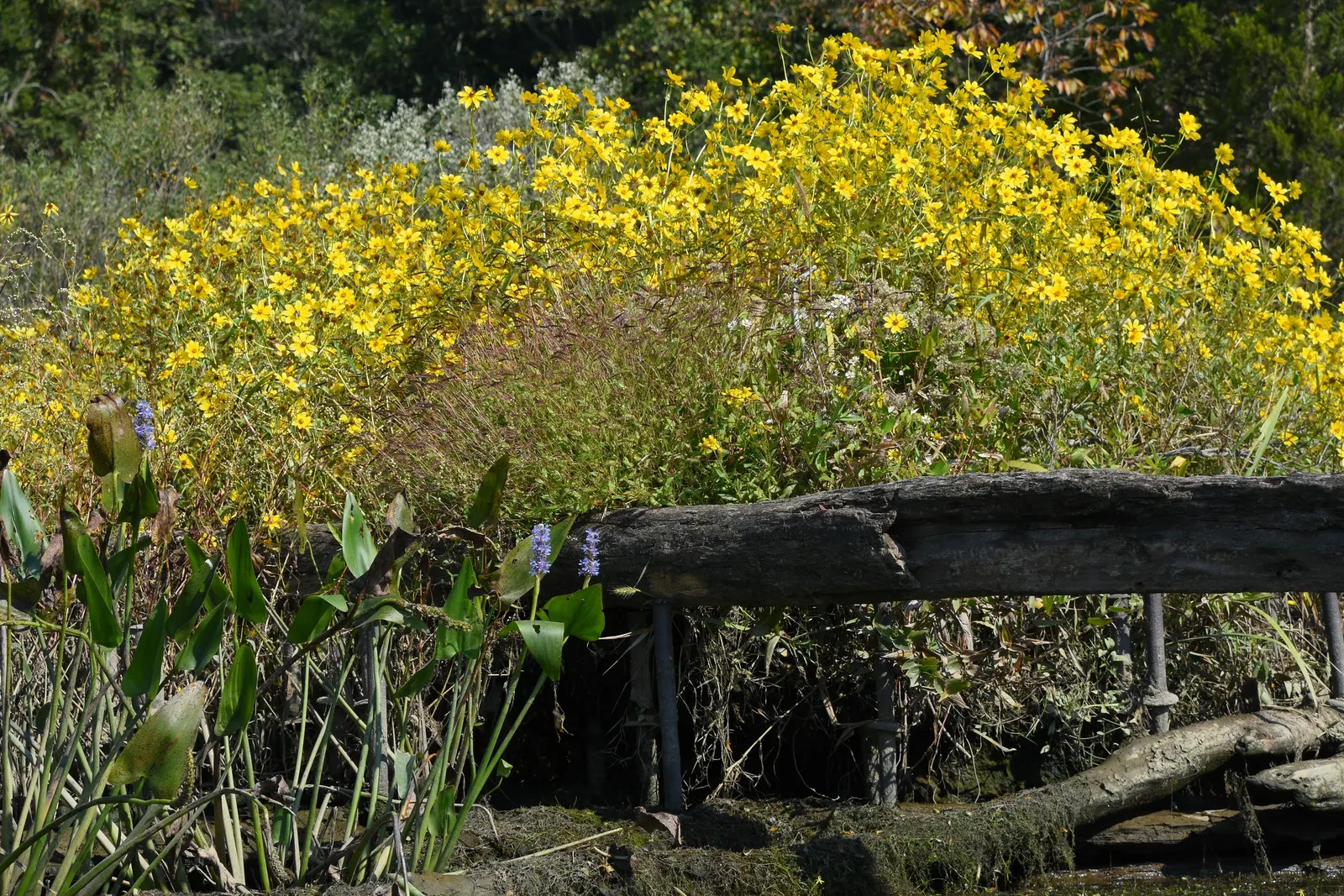 Yellow Mallow (Pavonia Praemorsa) — this plant is ideal for adding a pop of color to mixed borders and xeriscapes