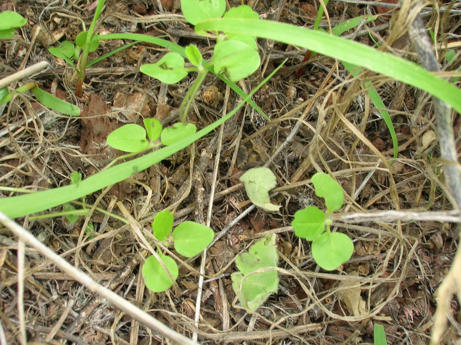 Yellow Mallow (Pavonia Praemorsa) — Yellow Mallow (Pavonia praemorsa) is a perennial shrub