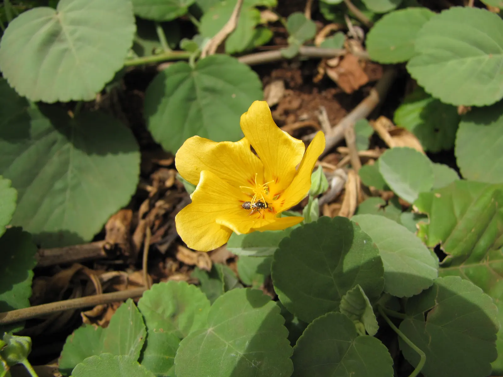 Yellow Mallow (Pavonia Praemorsa) — this plant is ideal for adding a pop of color to mixed borders and xeriscapes; is a captivating perennial plant, image 53