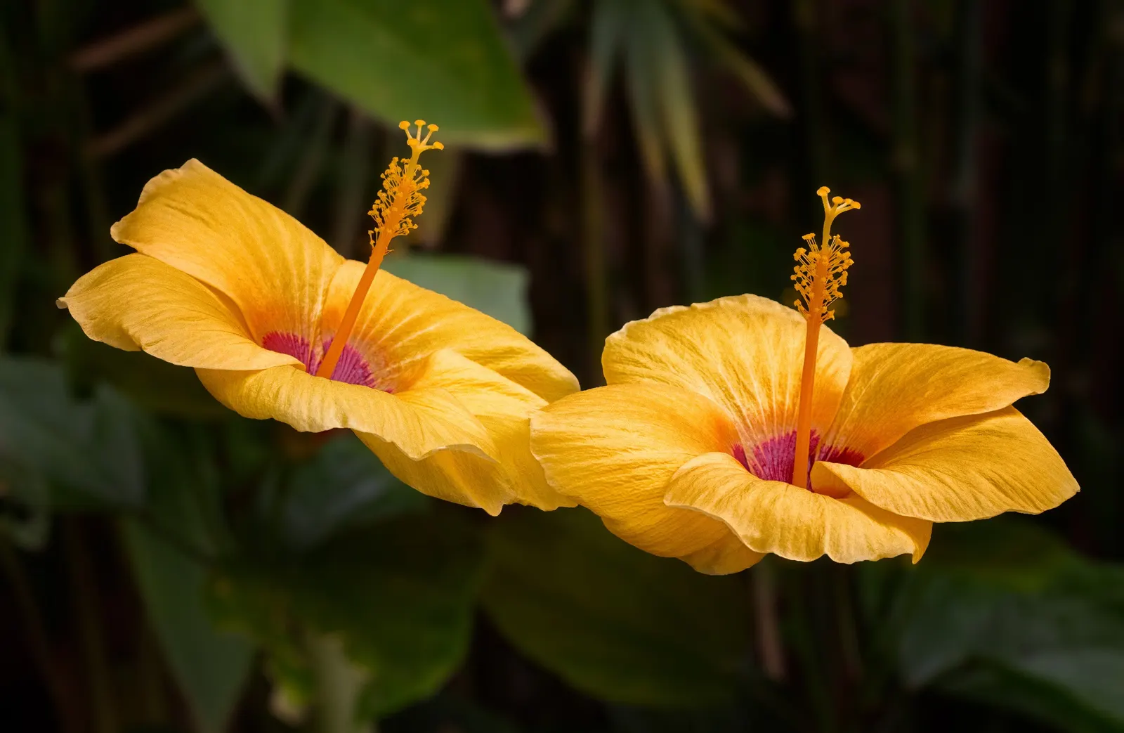 Yellow Mallow (Pavonia Praemorsa) — shrub with yellow blooms; shrub-like appearance that works well in mixed borders or as an accent plant, image 71