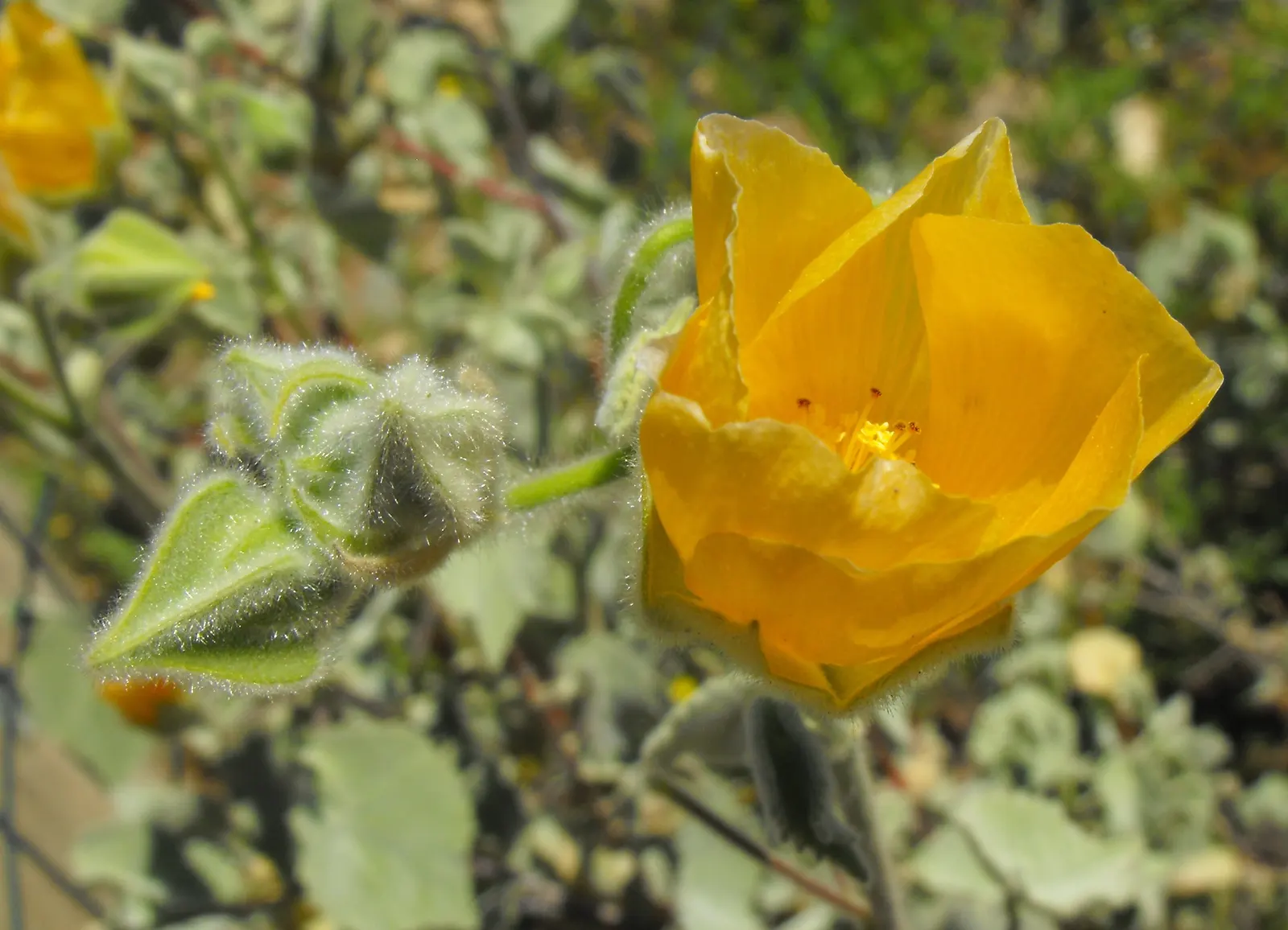 Yellow Mallow (Pavonia Praemorsa) — flourishing in warm climates under full sun exposure; prized for its vibrant yellow blooms that appear mostly, image 83
