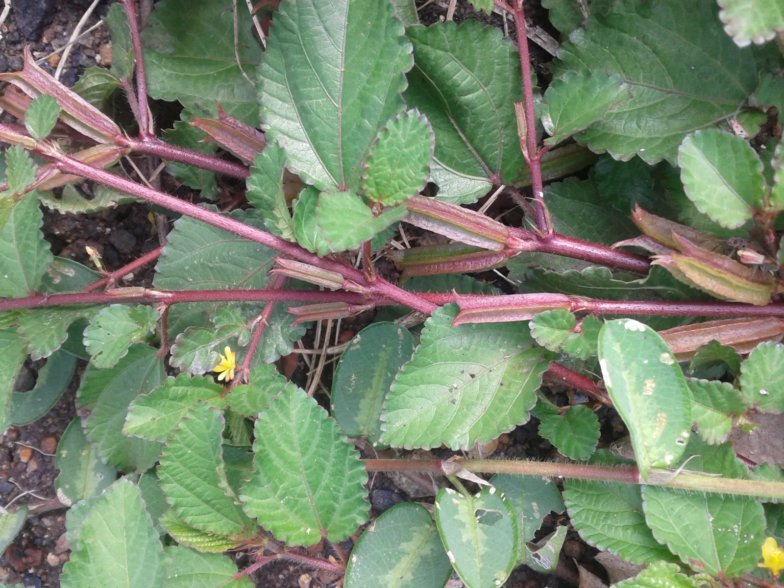 Yellow Mallow (Pavonia Praemorsa) — The plant is relatively pest-free, though good circulation is advised to prevent fungal issues; shrub for full