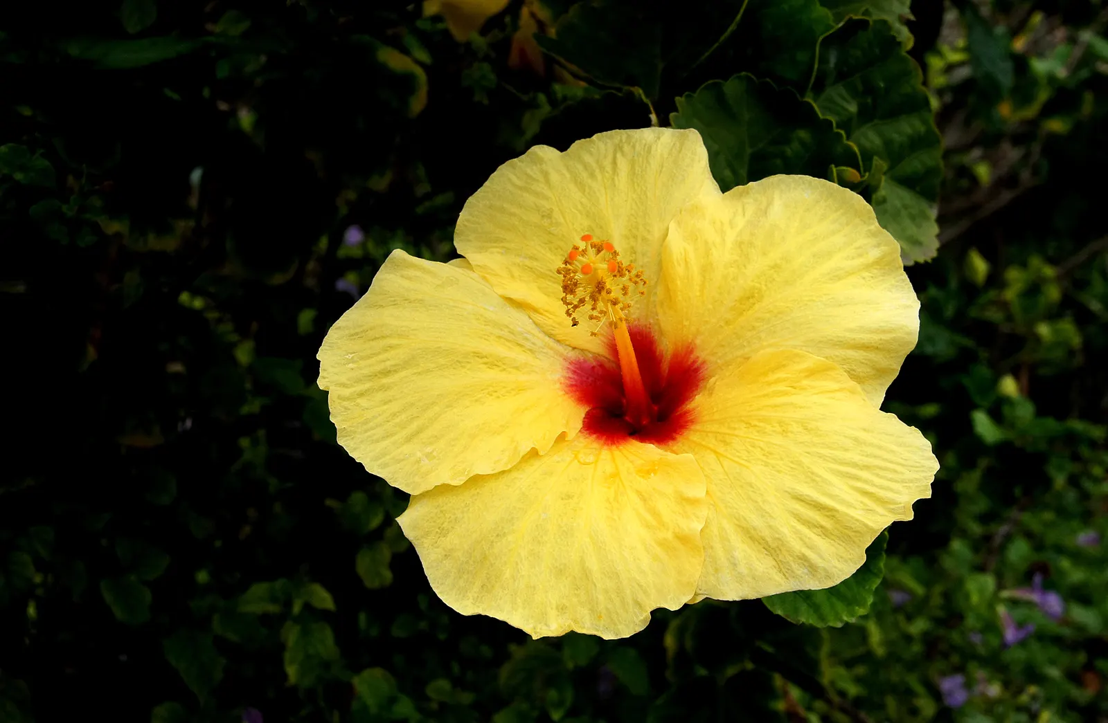 Yellow Mallow (Pavonia Praemorsa) — this plant is ideal for adding a pop of color to mixed borders and xeriscapes; is a captivating perennial plant, image 77