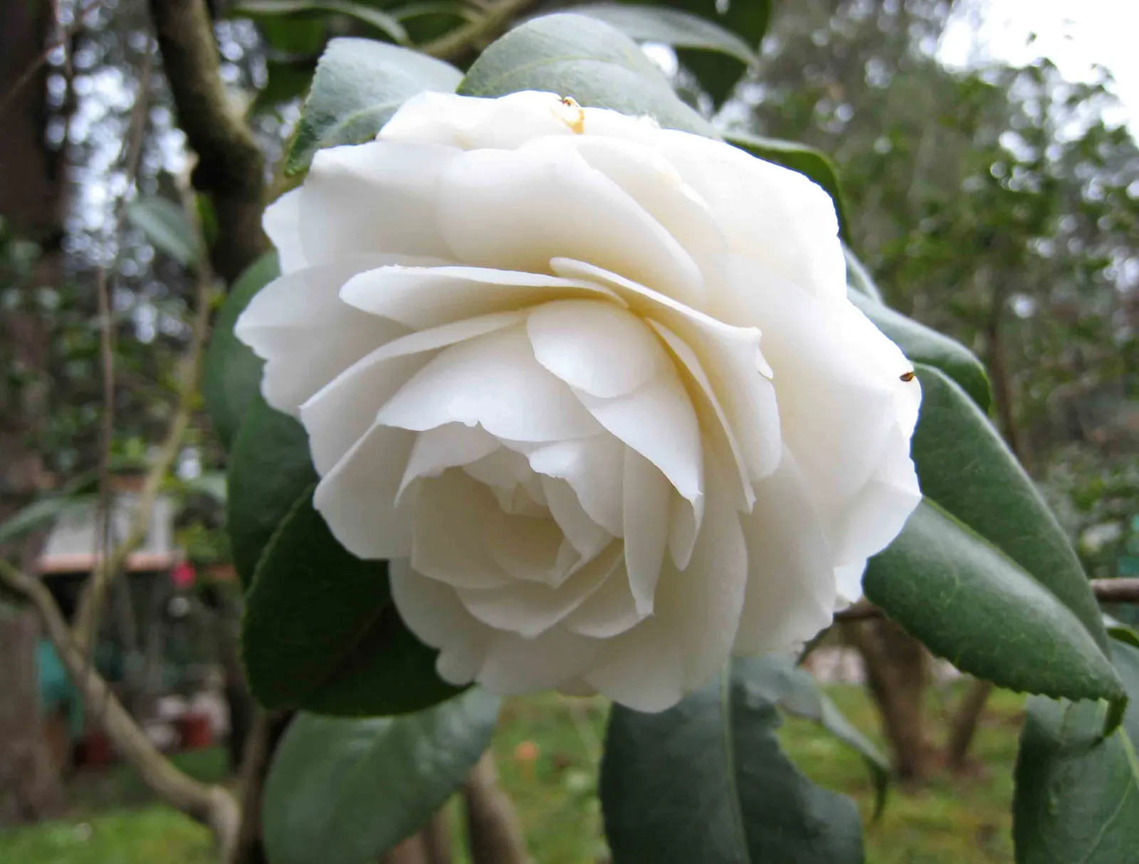 Nuccio's Gem Shade Camellia (Camellia Japonica 'Nuccio's Gem') — The Camellia japonica 'Nuccio's Gem' is an exquisite evergreen shrub with a compact growth