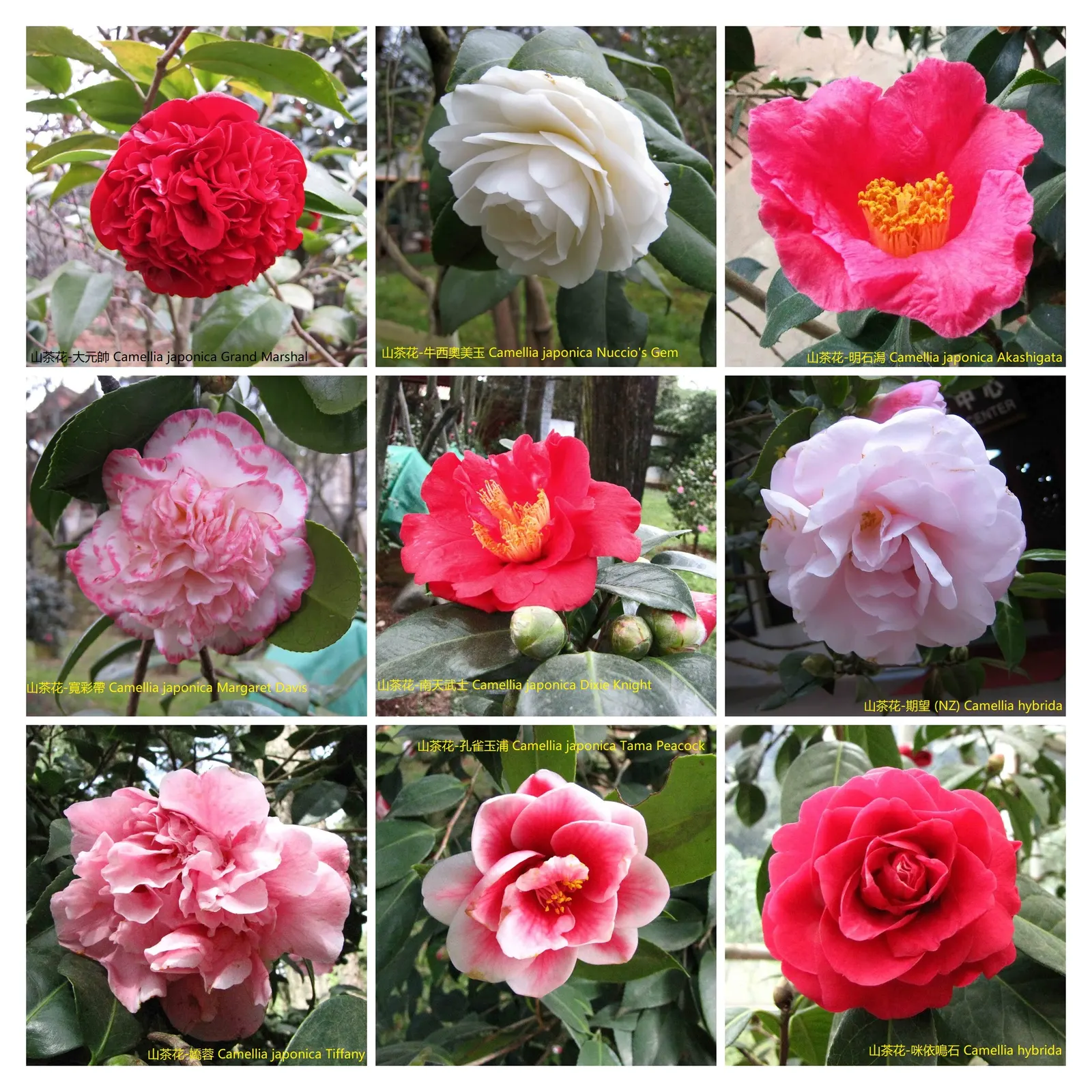 Nuccio's Gem Shade Camellia (Camellia Japonica 'Nuccio's Gem') — reaching up to 6-8 feet in height and 4-6 feet in width