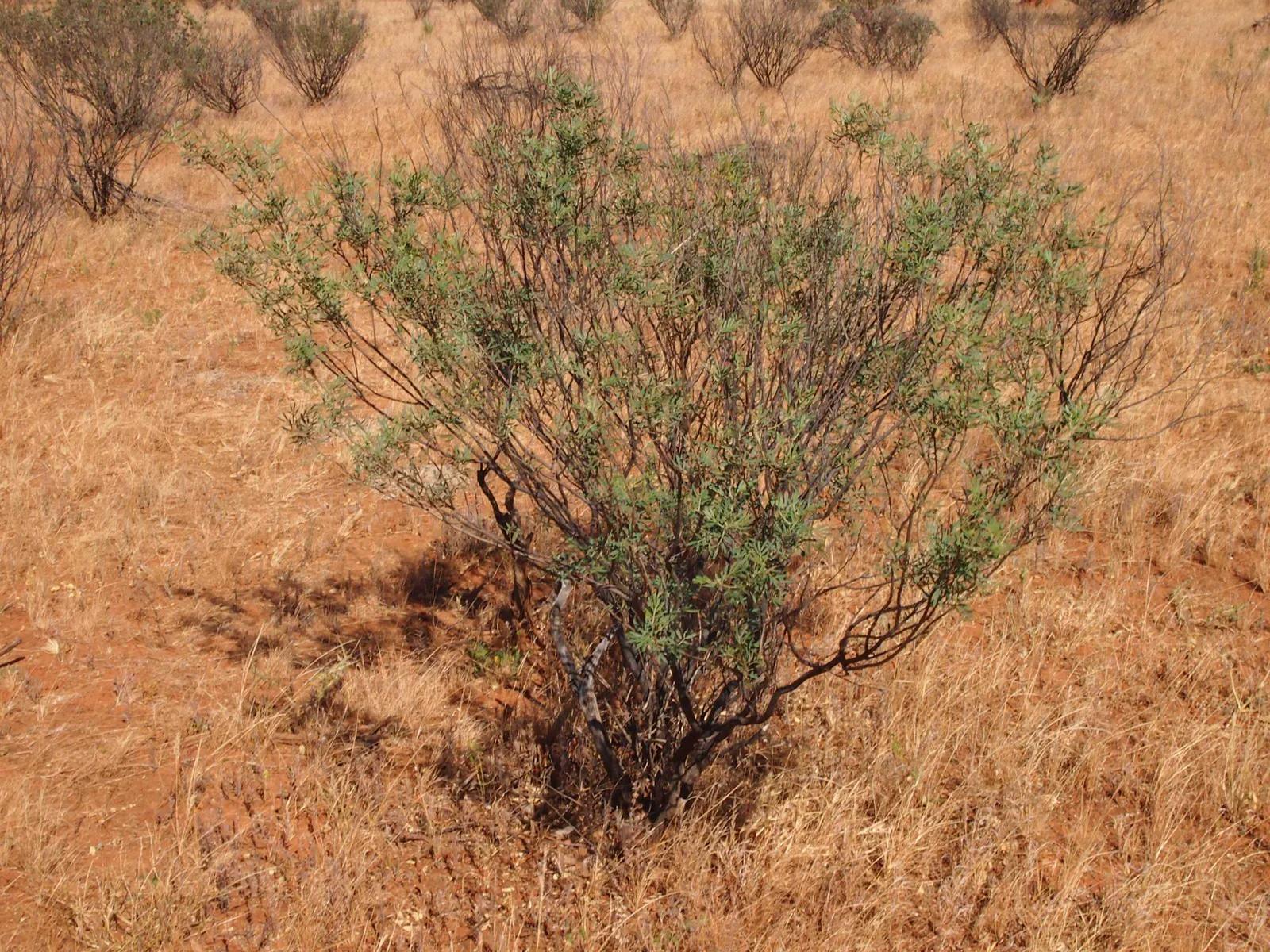 Dense Senna, Grey Cassia (Senna Sturtii) — Senna sturtii, commonly known as Dense Senna or Grey Cassia, is a drought-tolerant Australian native shrub