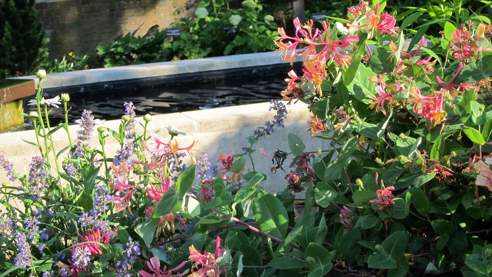 Goldflame Honeysuckle (Lonicera X Heckrottii 'Goldflame') — twining perennial vine reaching 10-15 feet in height with fragrant pink and yellow blossoms