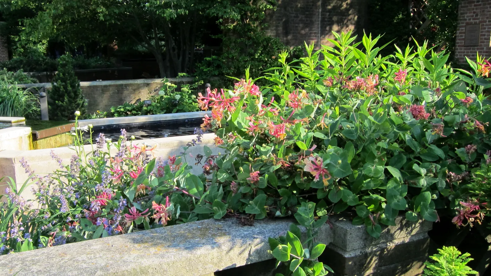 Goldflame Honeysuckle (Lonicera X Heckrottii 'Goldflame') — Its blue-green foliage and prolific